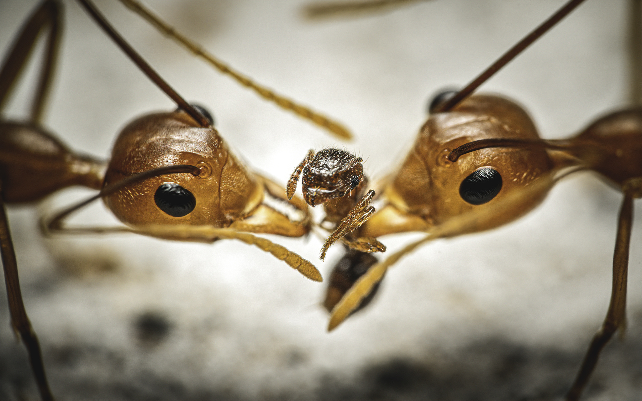 Asian weaver ant, Oecophylla smaragdina, Inaturalist project, Ecological research, 2050x1280 HD Desktop