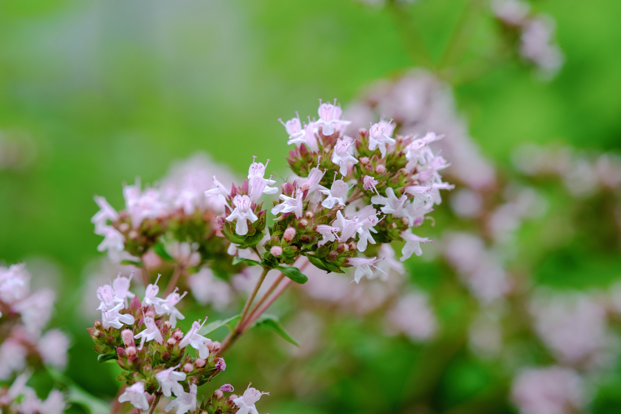 Flowering, Oregano Wallpaper, 2130x1420 HD Desktop