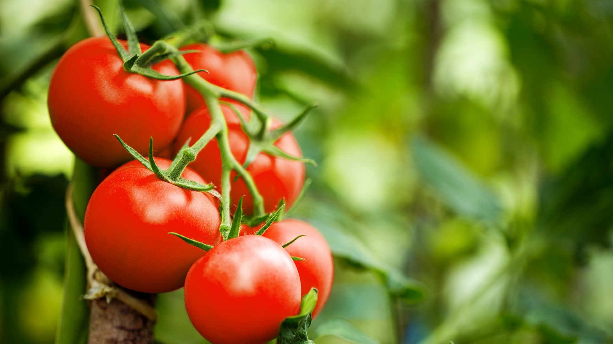 Tomato plant defense, Electrical warnings, Insect attacks, Science research, 1950x1100 HD Desktop