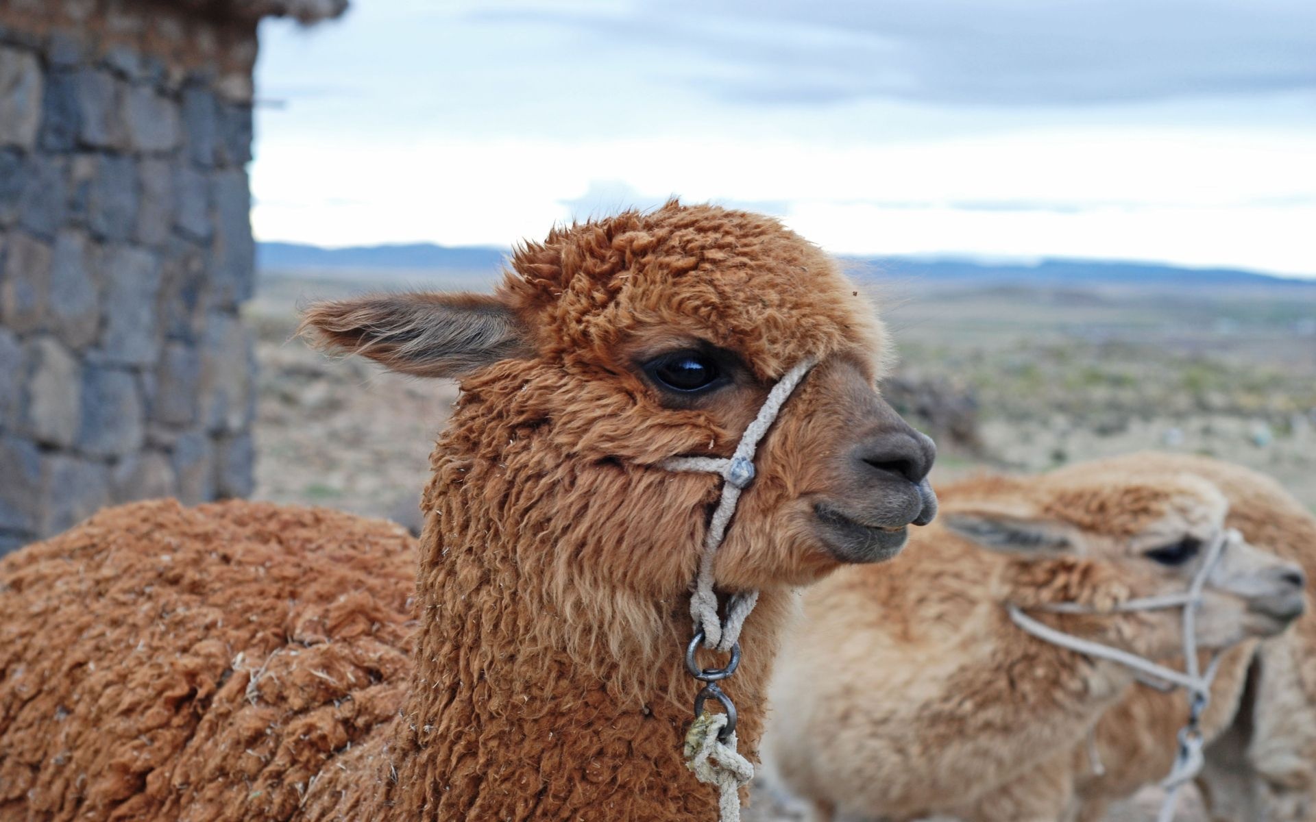 Beautiful alpaca, High definition, Mesmerizing wallpaper, Fluffy fur, 1920x1200 HD Desktop