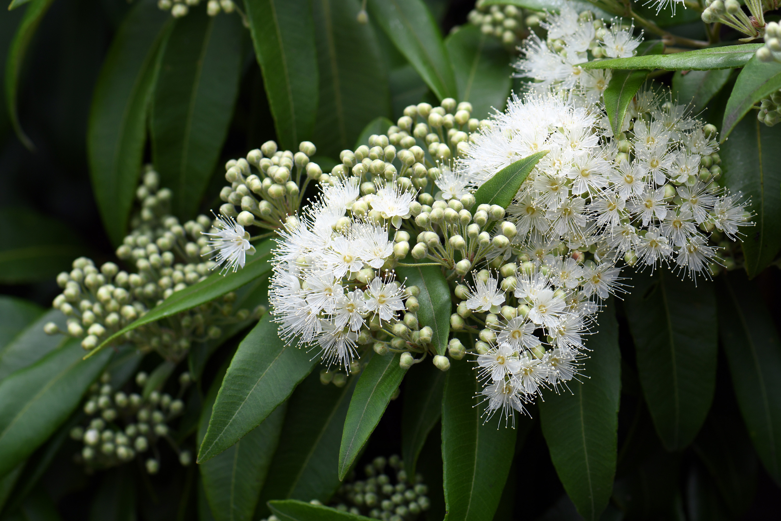 Myrtle Herb, Local treasure, Queensland specialty, Unique aroma, 3000x2010 HD Desktop