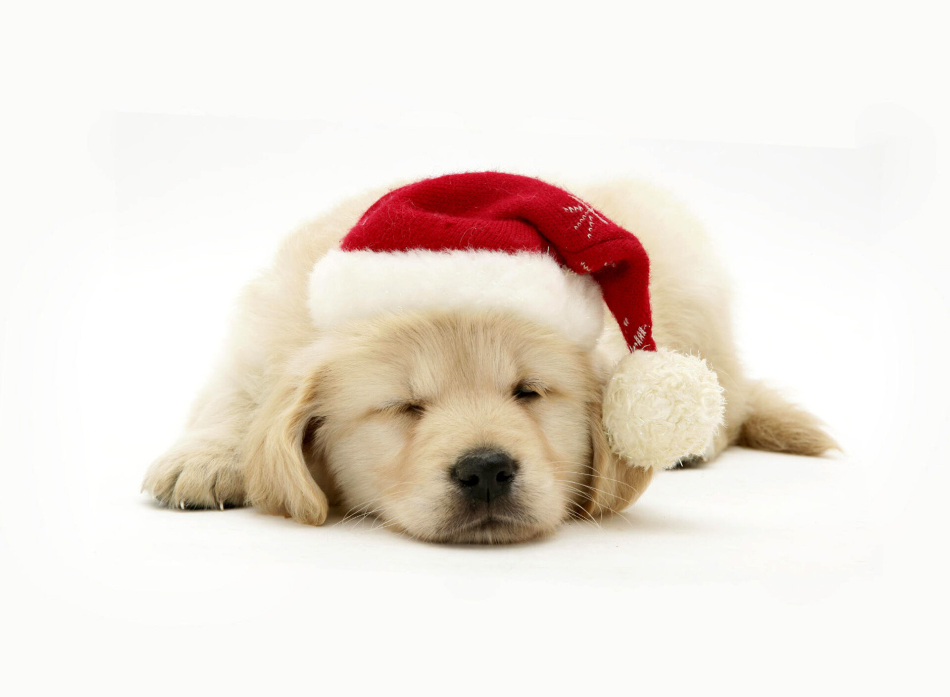 Dog, festive dog, Christmas spirit, holiday, 1920x1410 HD Desktop