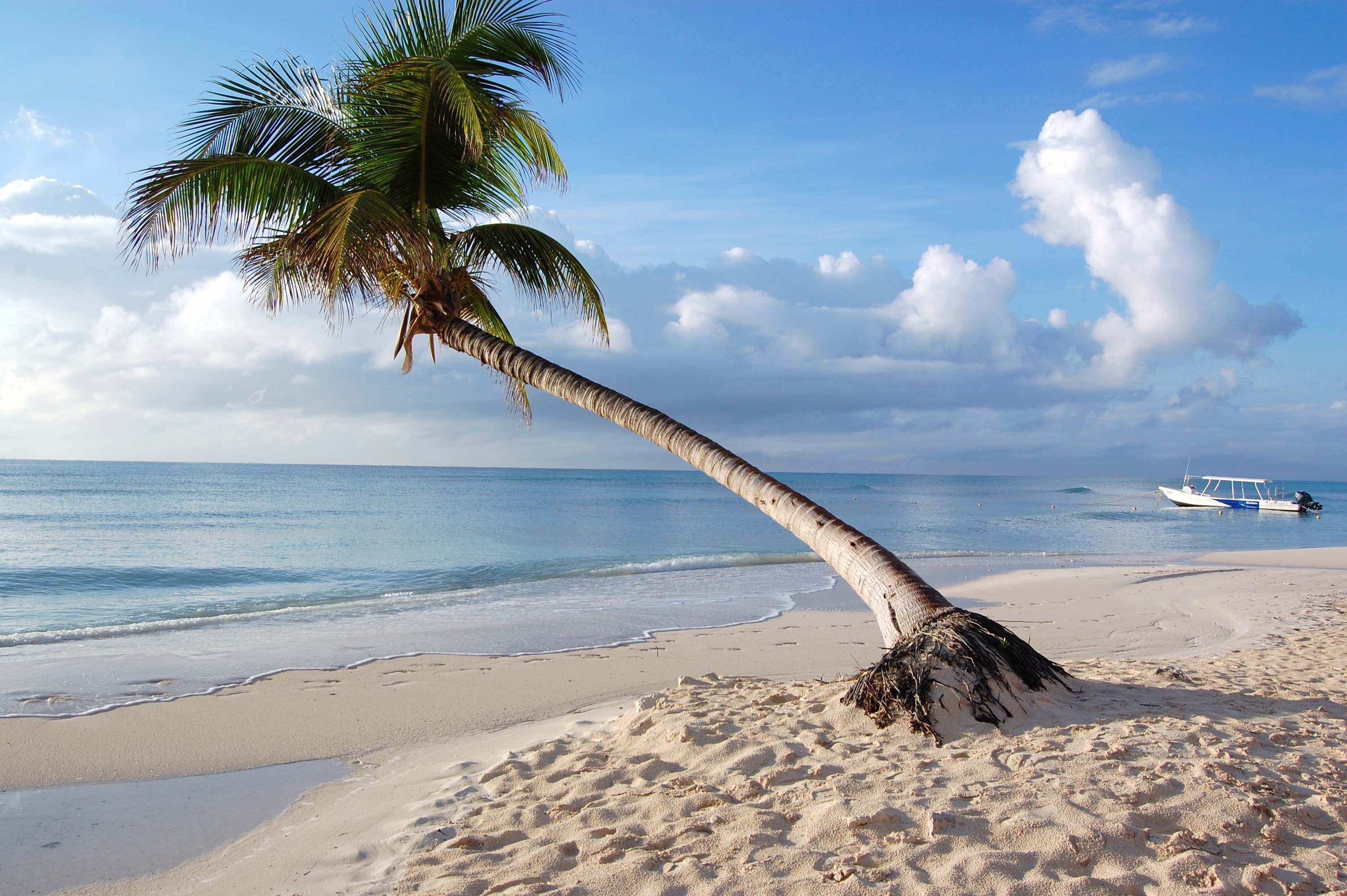 Leaning coconut palm tree, White sand beach shore, Turquoise tropical ocean water, HD Desktop wallpaper