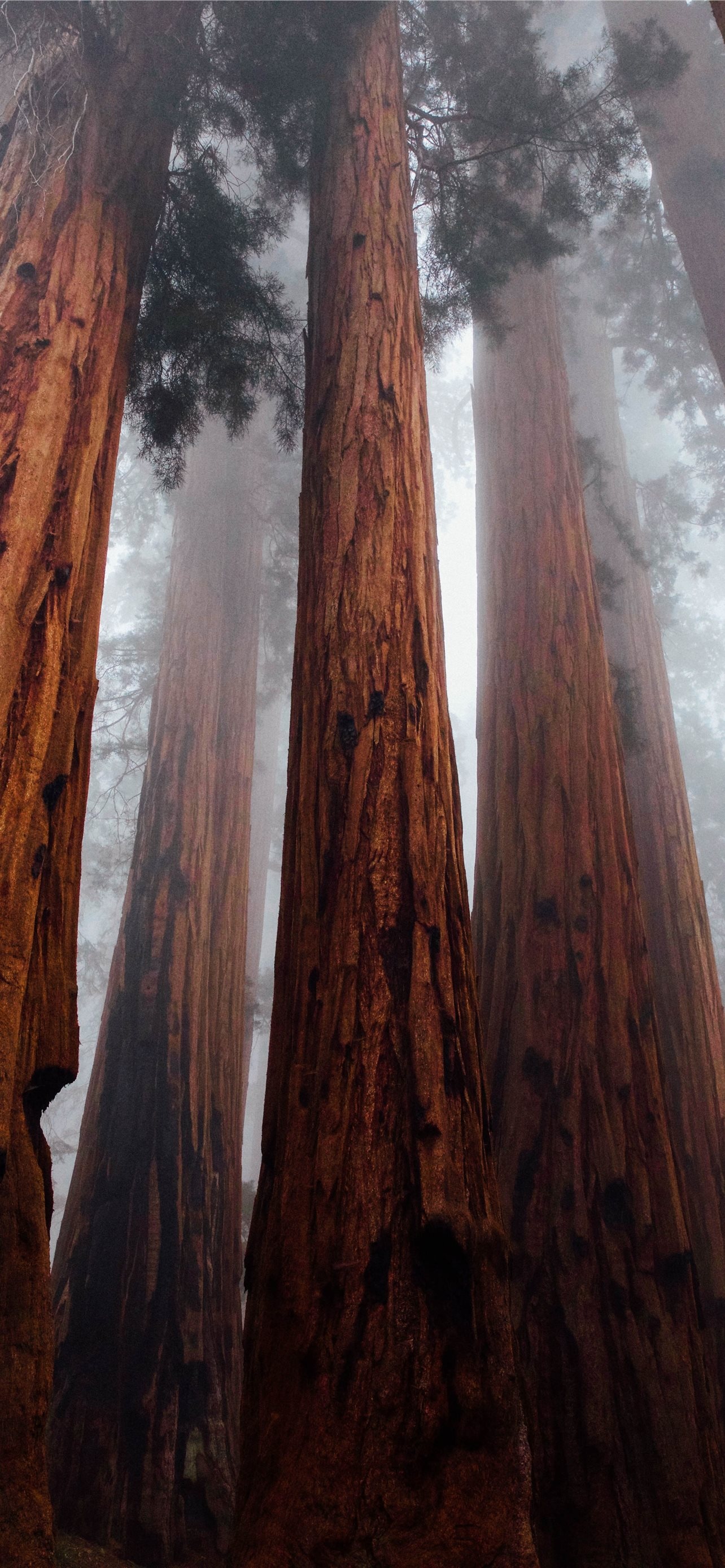 Redwood National Park, iPhone HD wallpapers, Breathtaking landscapes, State parks, 1290x2780 HD Phone