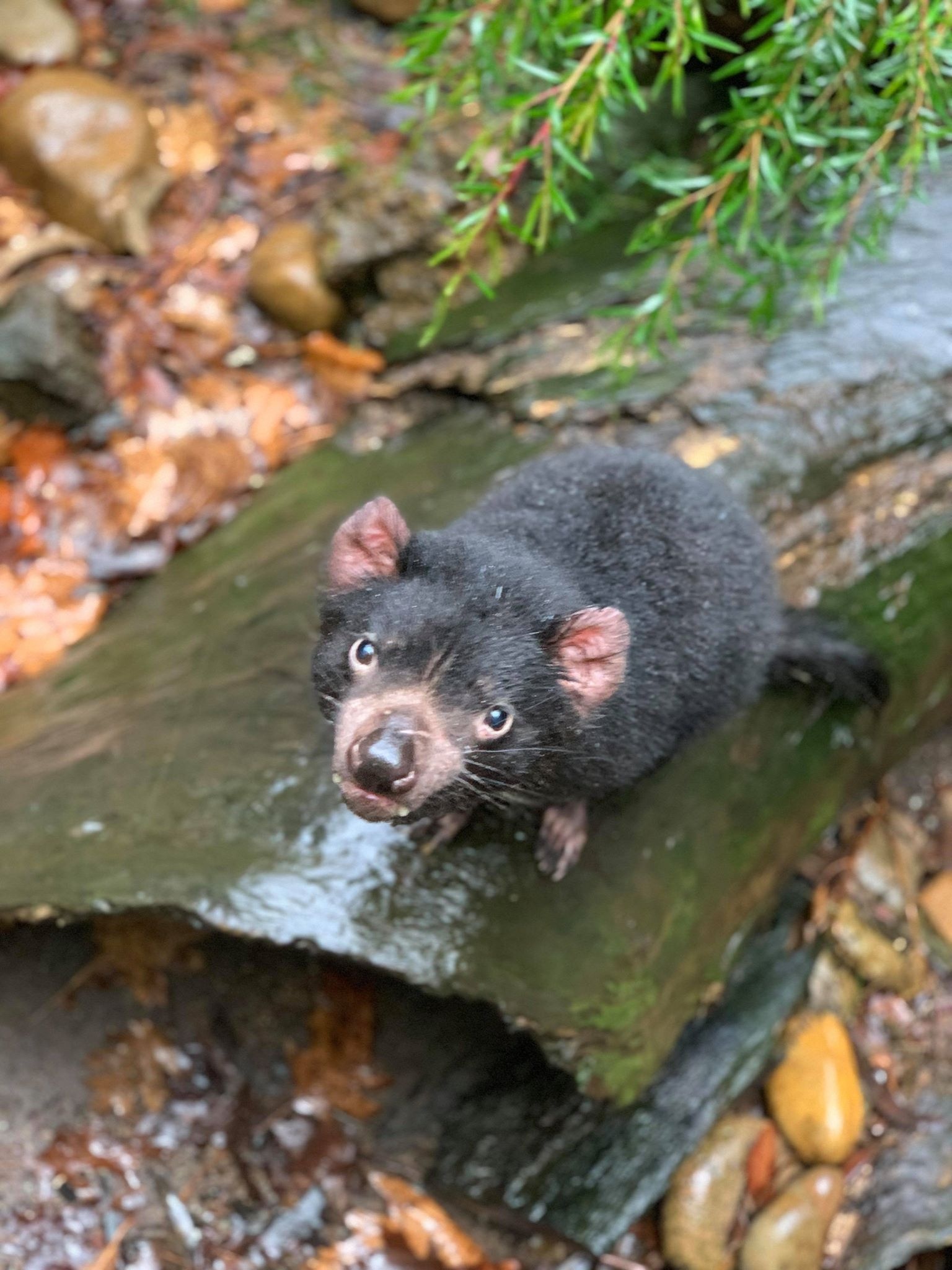 Educational materials, Animal fact files, Tasmanian Devil information, Merlin's education toolbox, 1540x2050 HD Phone