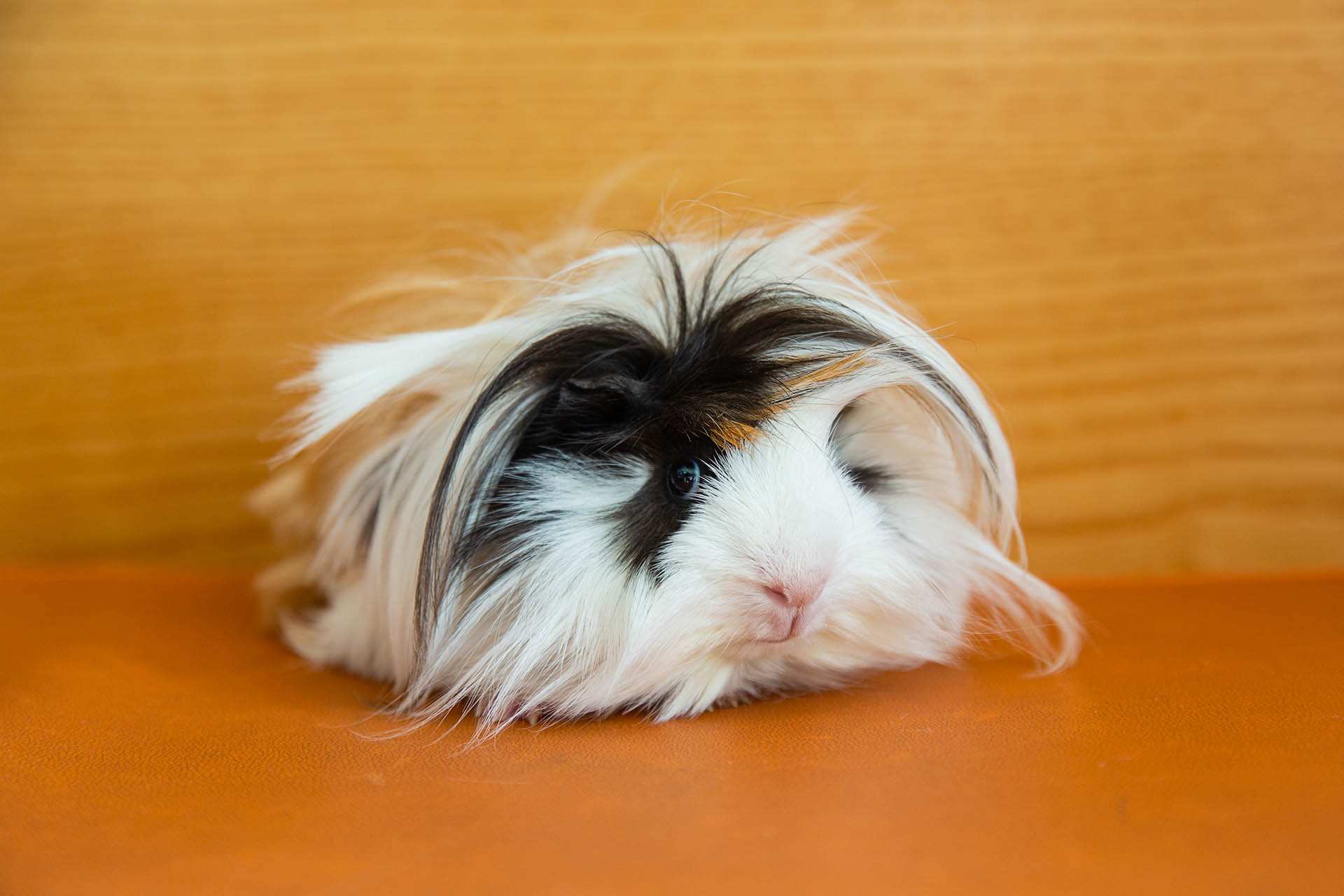 Peruvian Guinea Pig, Guinea Pigs Wallpaper, 1920x1280 HD Desktop