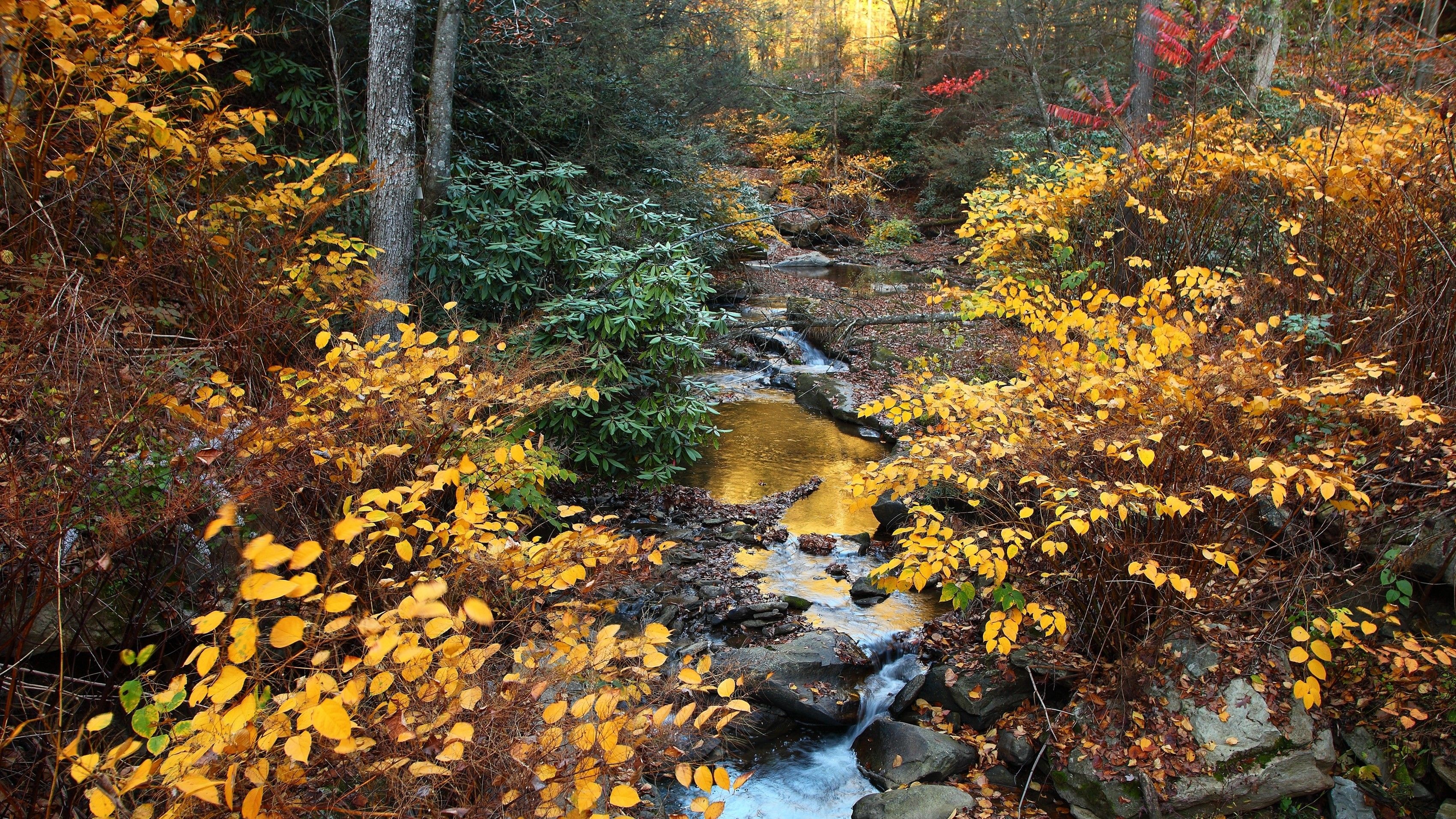 Creek, Foliage, Forests, Scenery, 3400x1920 HD Desktop