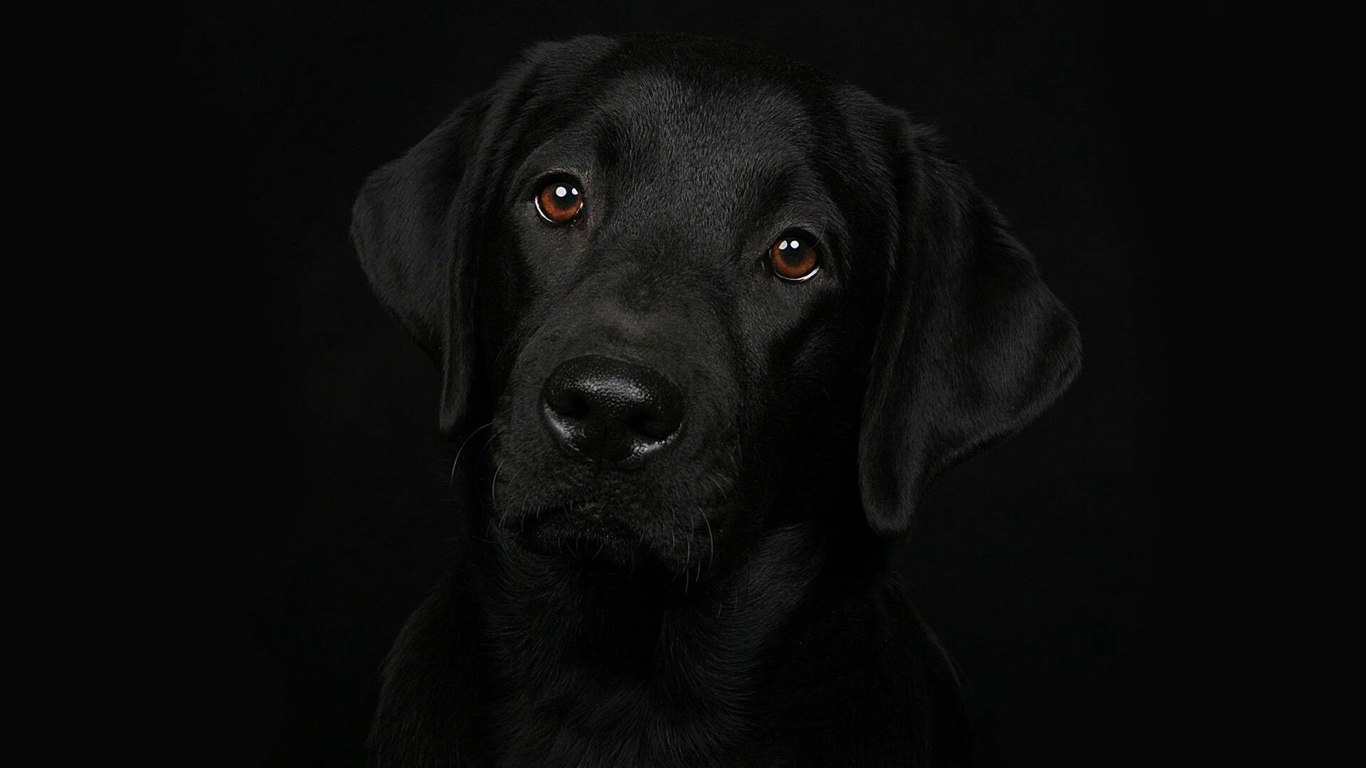 Black Labrador Retriever, Stunning backgrounds, Elegant dog breed, 1920x1080 Full HD Desktop