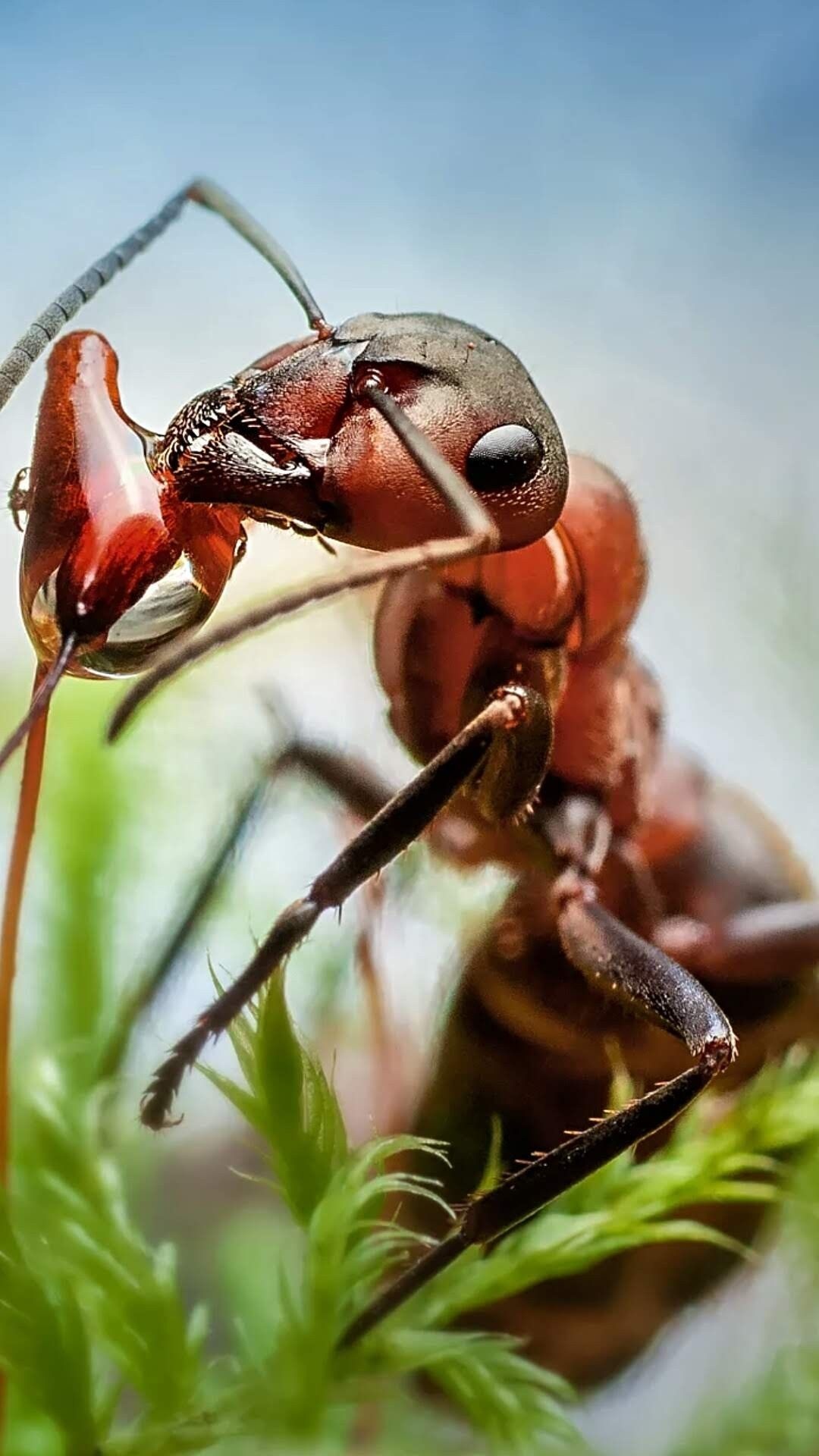 Ant, Insects Wallpaper, 1080x1920 Full HD Phone