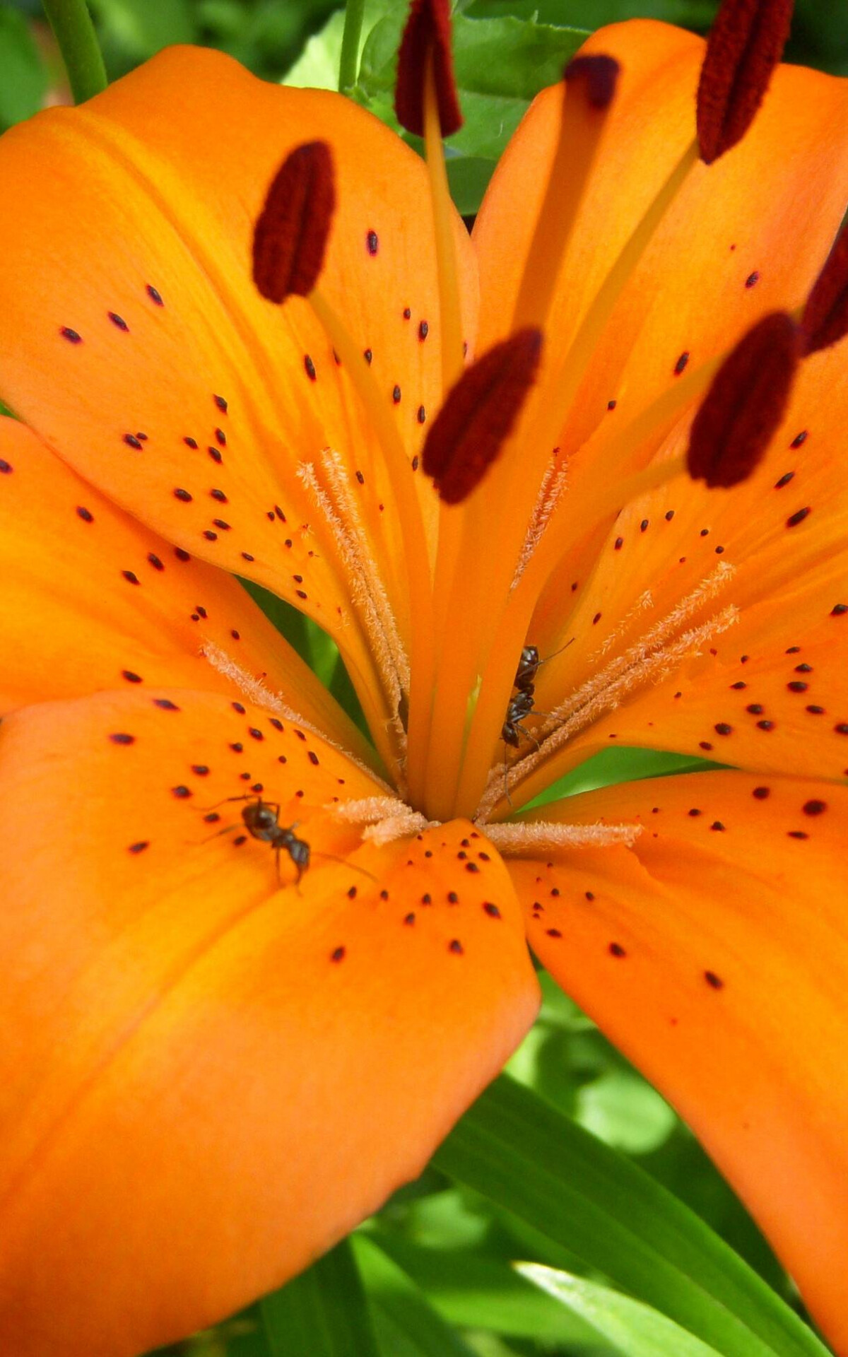 Tiger lily wallpapers, High resolution, Desktop, Mobile, 1200x1920 HD Phone