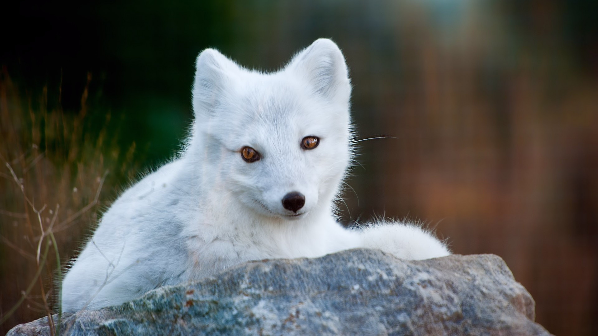 White Cute Rock, Widescreen, 1920x1080 Full HD Desktop