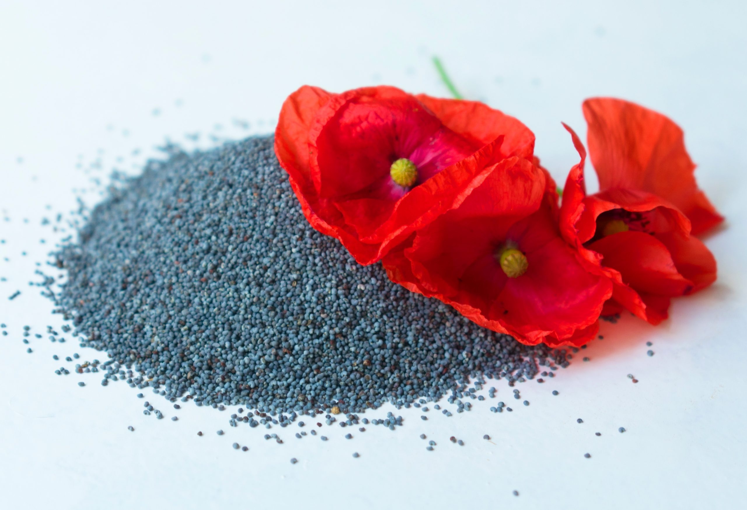 Poppy Seeds, Baking inspirations, Festive desserts, Remembrance symbolism, 2560x1750 HD Desktop