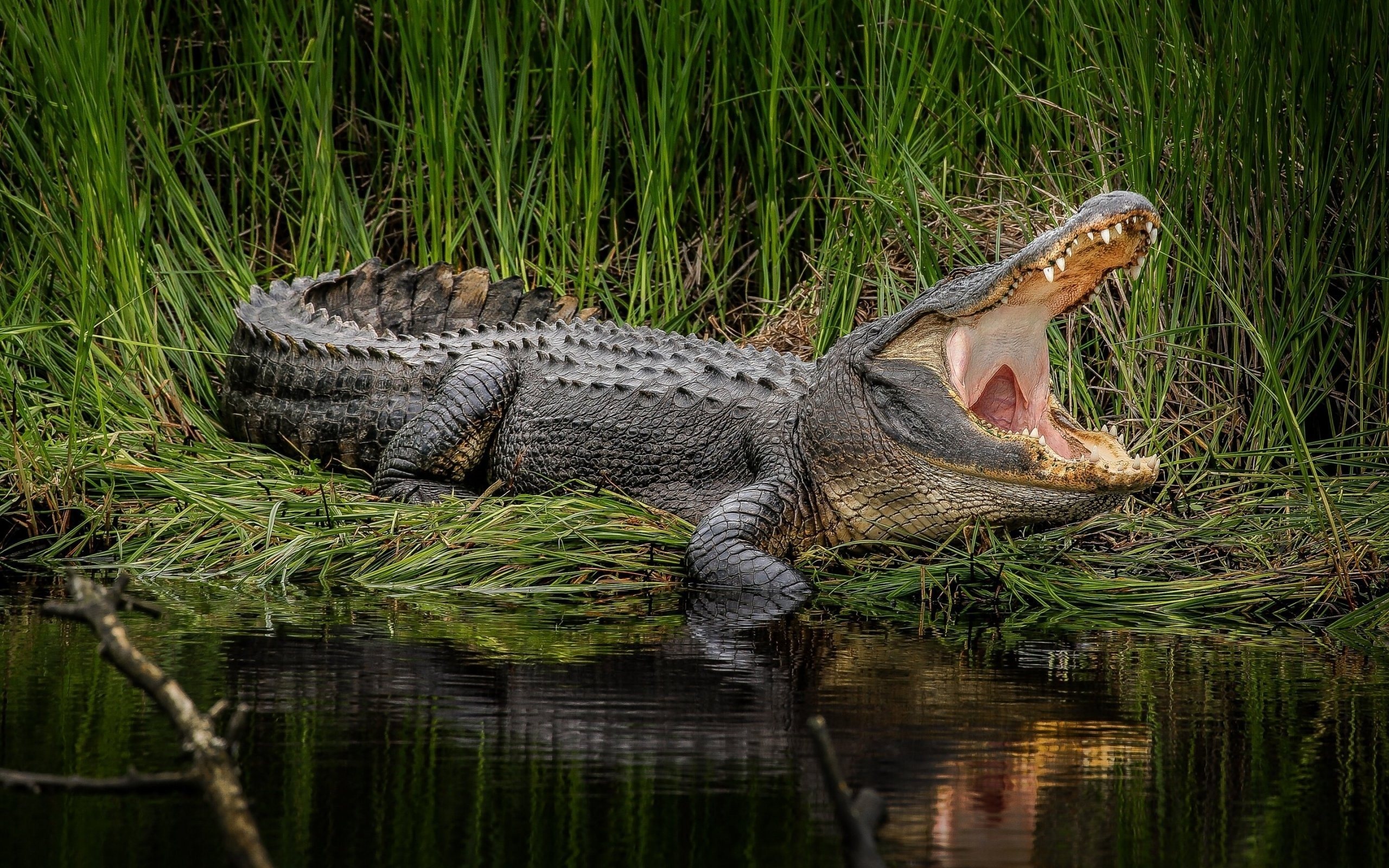 Alligator predator, Crocodile lake, Desktop resolution, High quality pictures, 2560x1600 HD Desktop