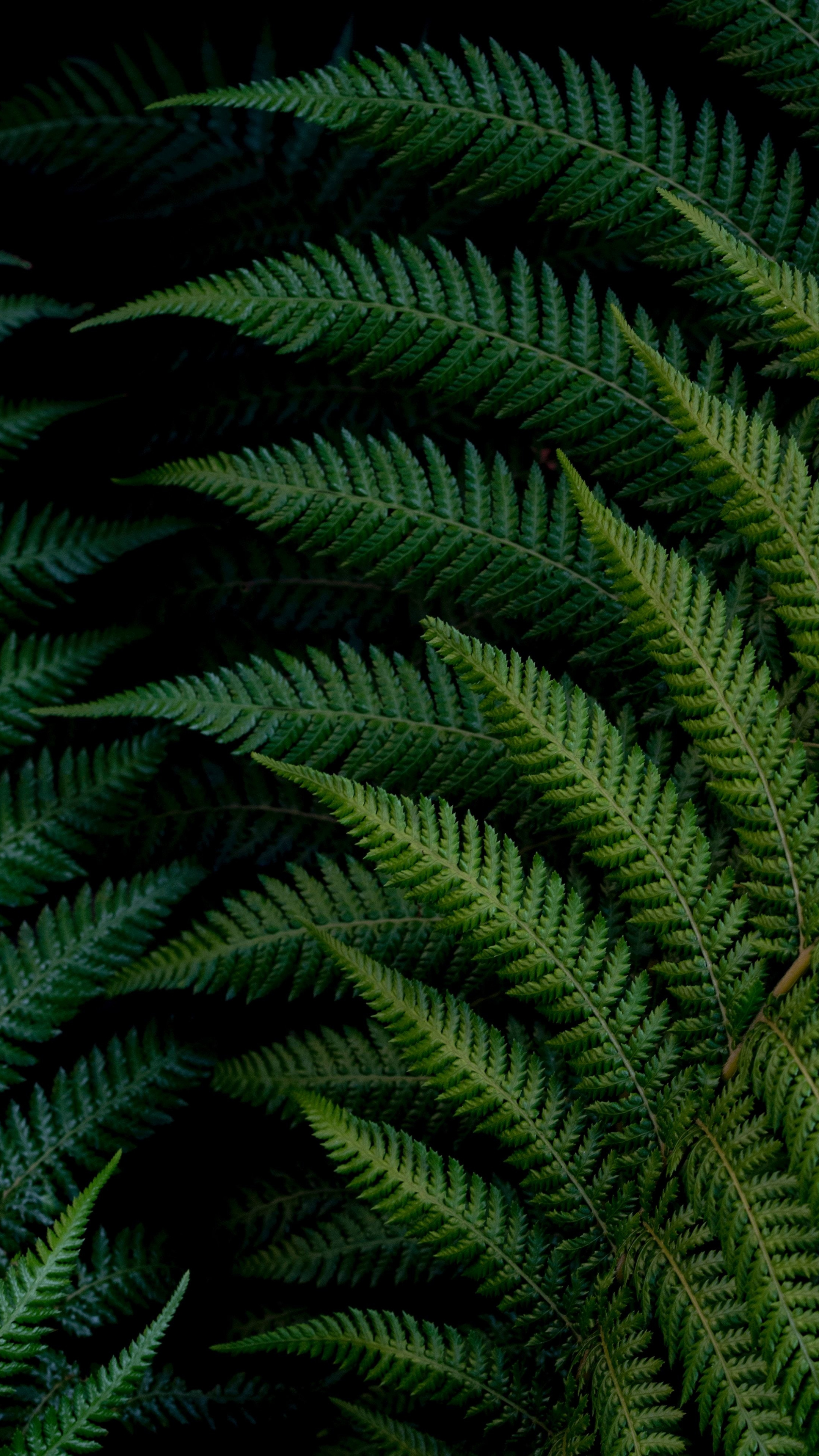 Green Leaf, Fern branches, Bright and vivid, Green leaves wallpaper, 2160x3840 4K Phone