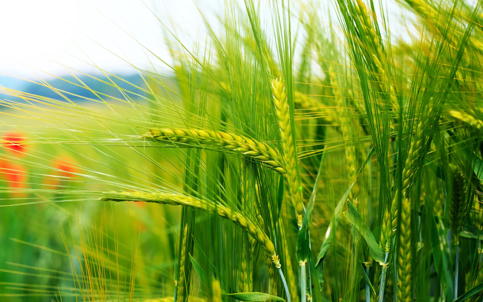 Wheat farm HD wallpaper, Nature landscape, 1920x1200 HD Desktop