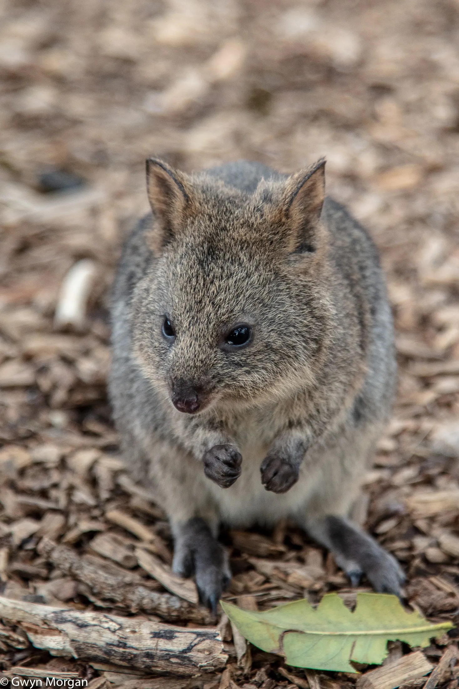 Rottnest Island getaway, Quokka haven, Stunning landscapes, Vacation destination, 1470x2200 HD Phone