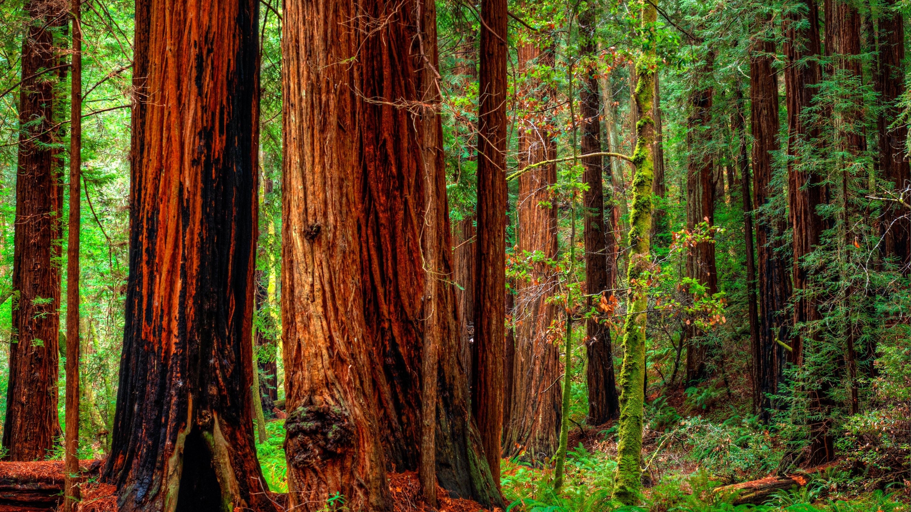 Jedediah Smith Redwoods State Park, Redwood tree Wallpaper, 3840x2160 4K Desktop