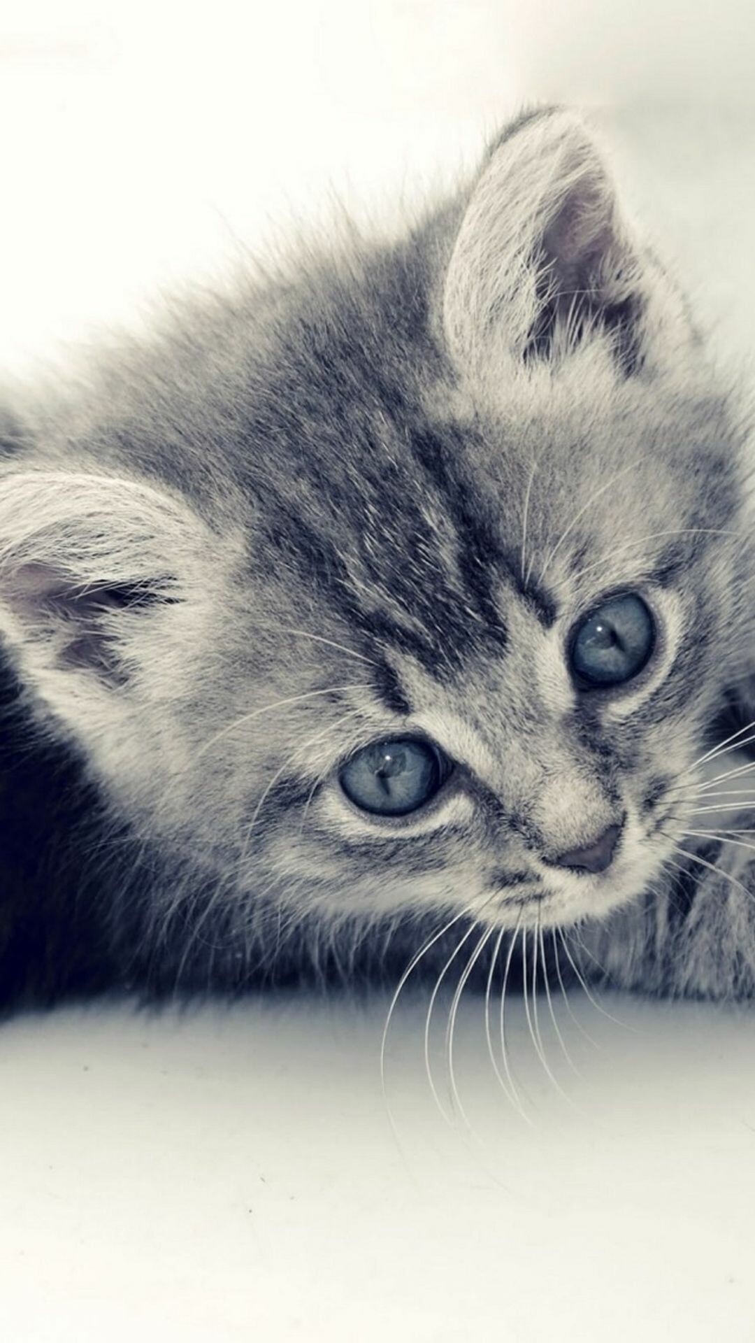 Cute cat kitten, Gray background, 1080x1920 Full HD Phone