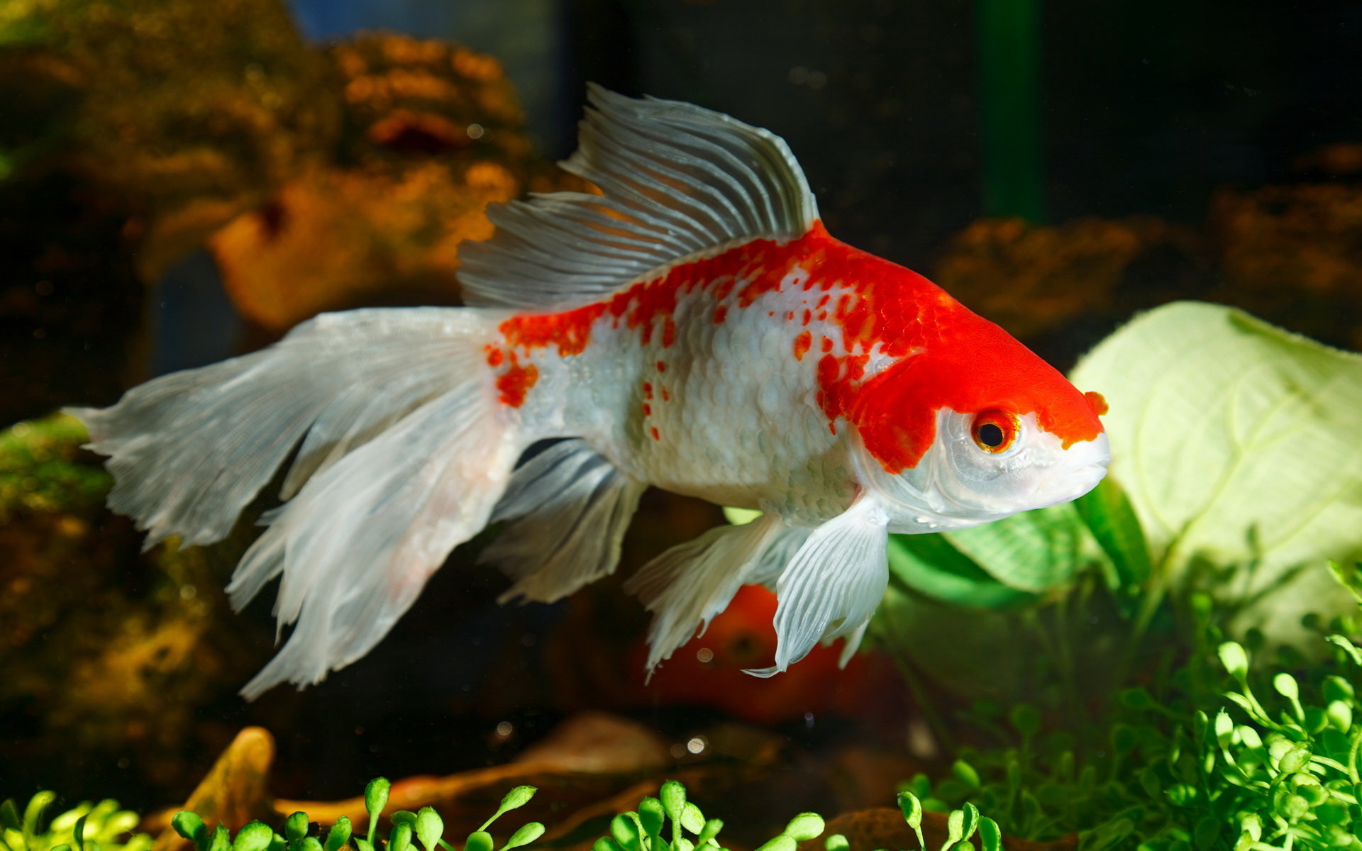 Goldfish, High-definition wallpapers, Desktop backgrounds, Aquatic beauty, 1920x1200 HD Desktop