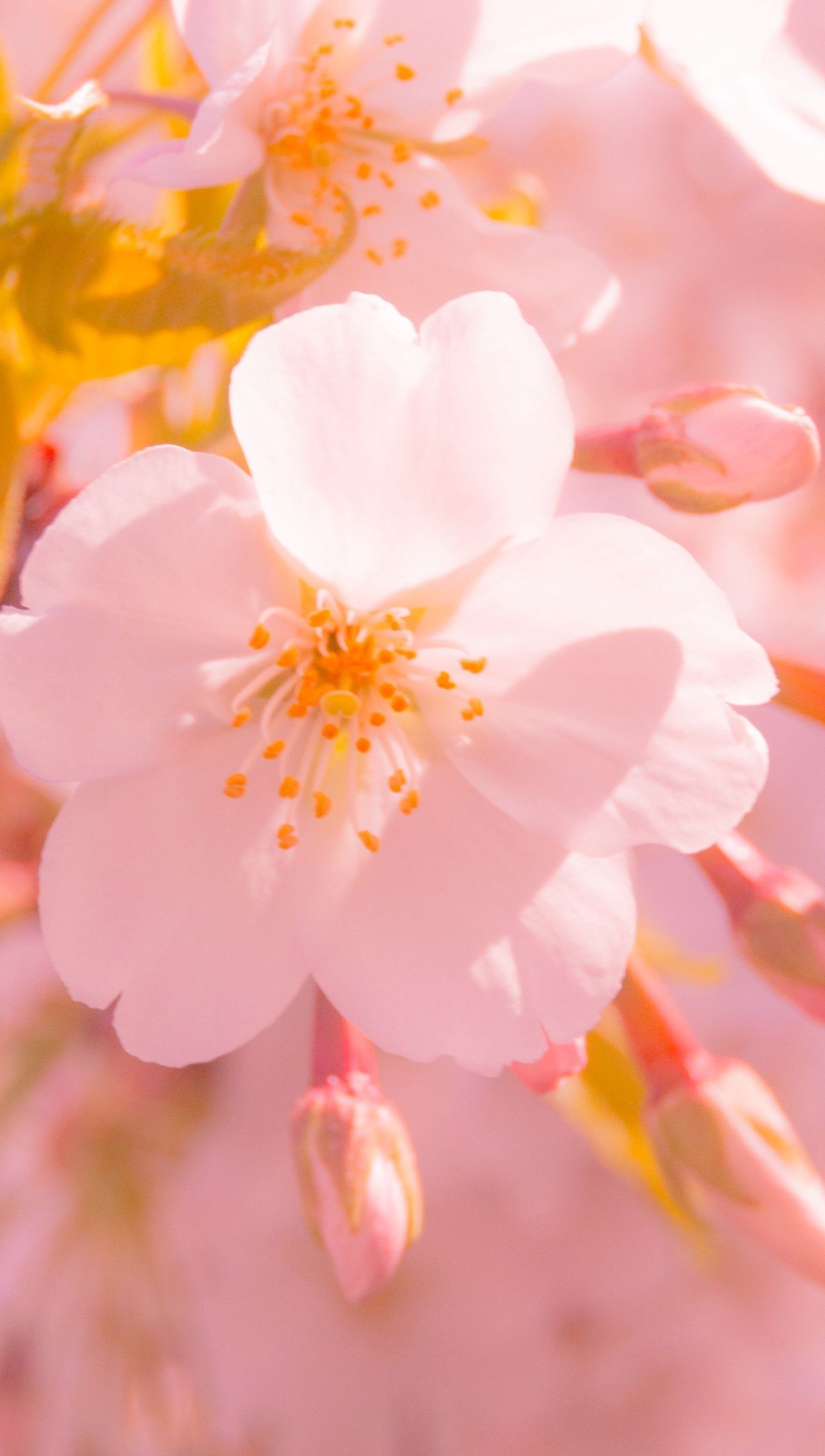 Sakura blossom, Cherry blossom bud, Pale pink petals, HD Phone wallpaper