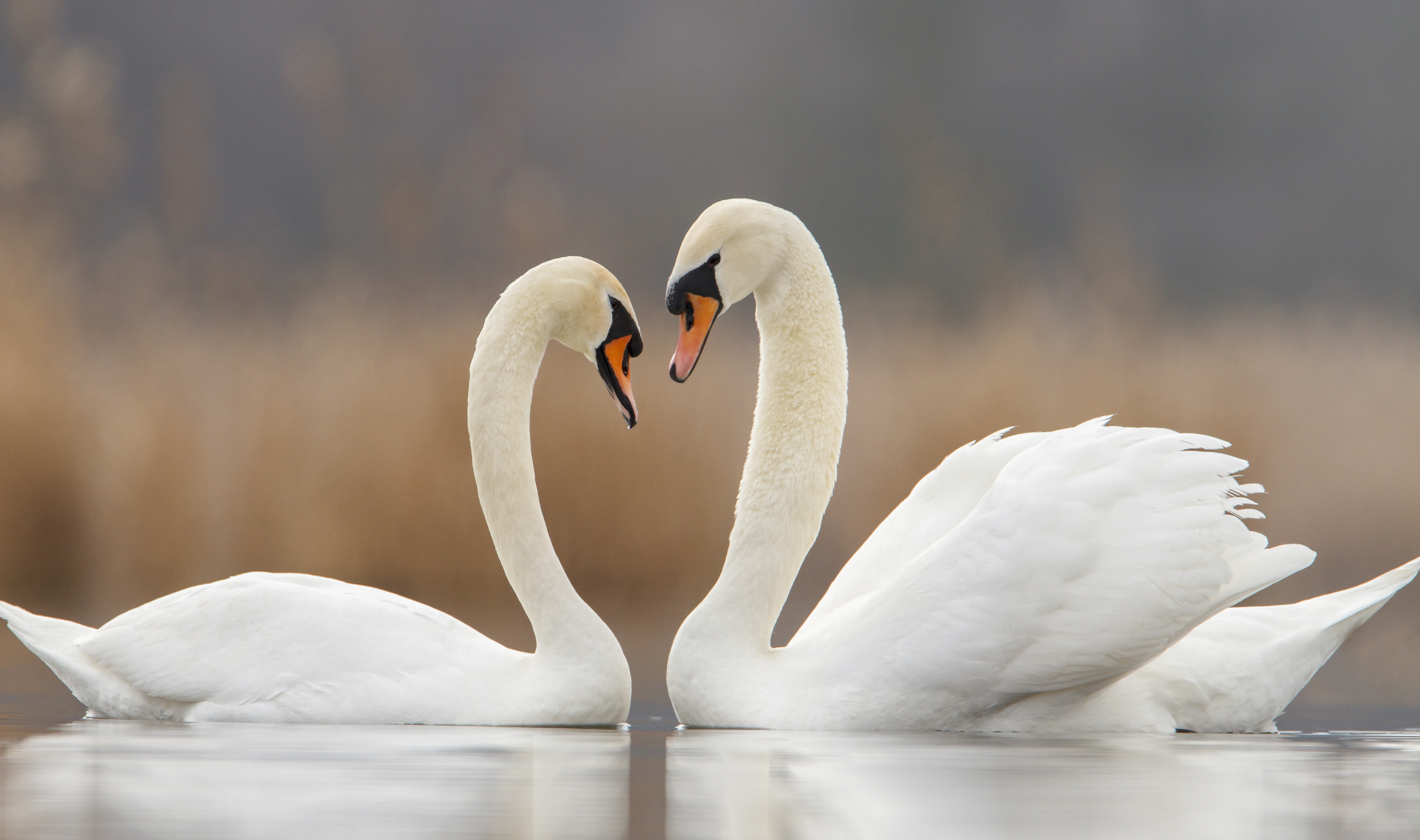 Swan, Animals, Bird, Free download, 3500x2080 HD Desktop