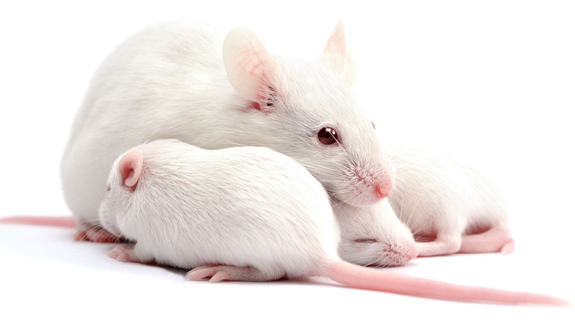 Metallic white rats, Unique rodents, Shiny fur, Exotic pets, 1920x1080 Full HD Desktop