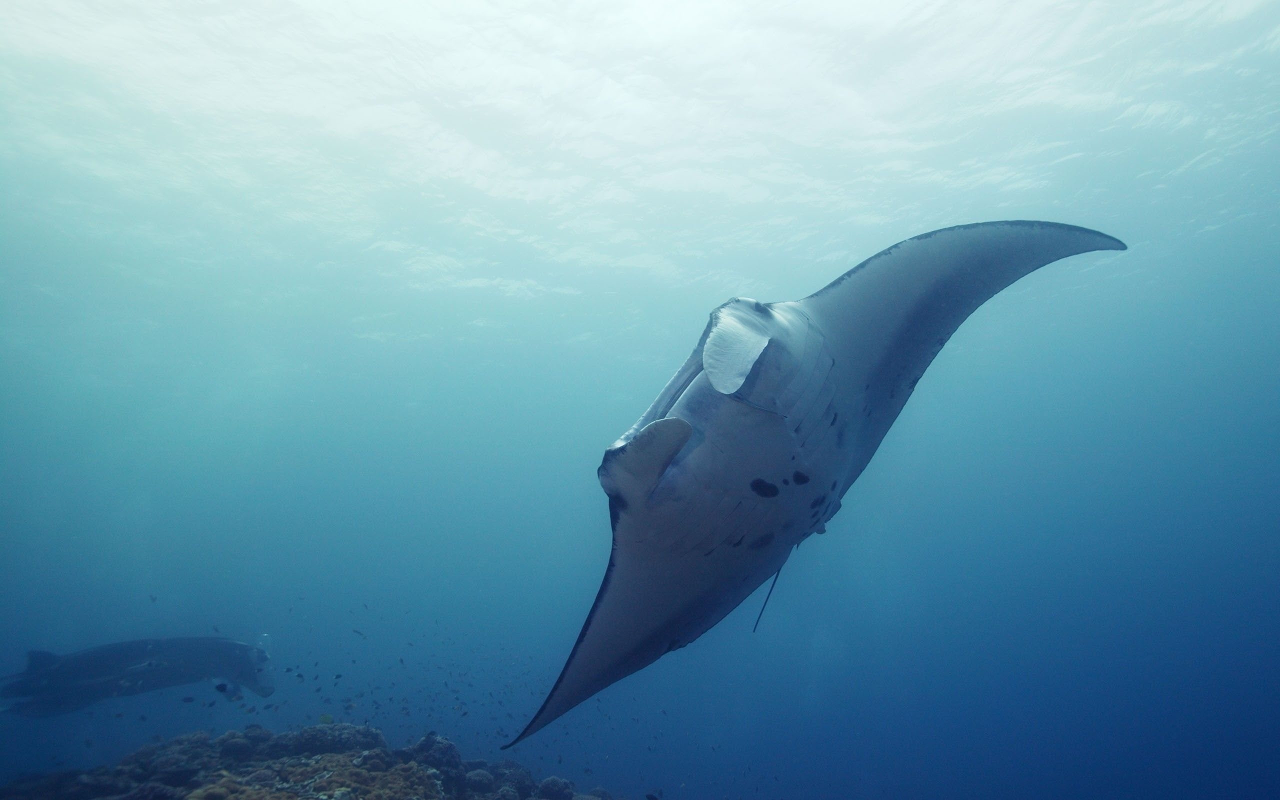 Underwater stingray wallpaper, Desktop download, High-quality resolution, Majestic sea animals, 2560x1600 HD Desktop