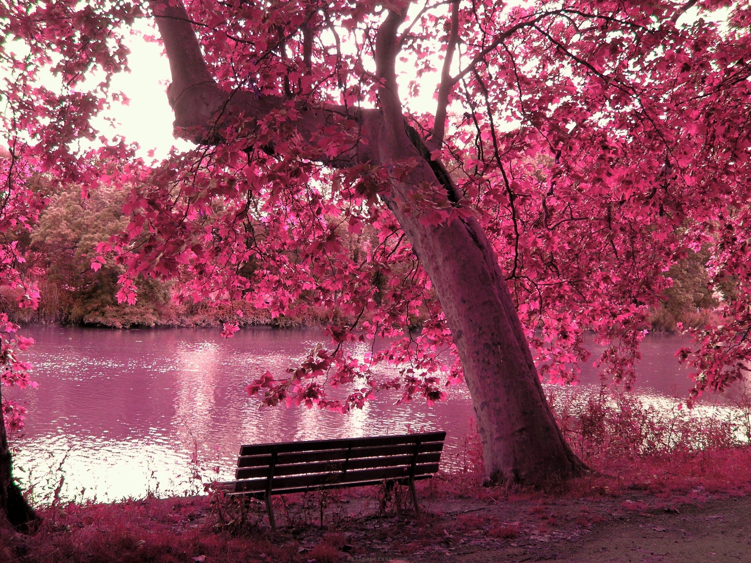 Pink foliage overhanging tree, Lakeside wooden park bench, Pink shimmering lake water, HD Desktop wallpaper