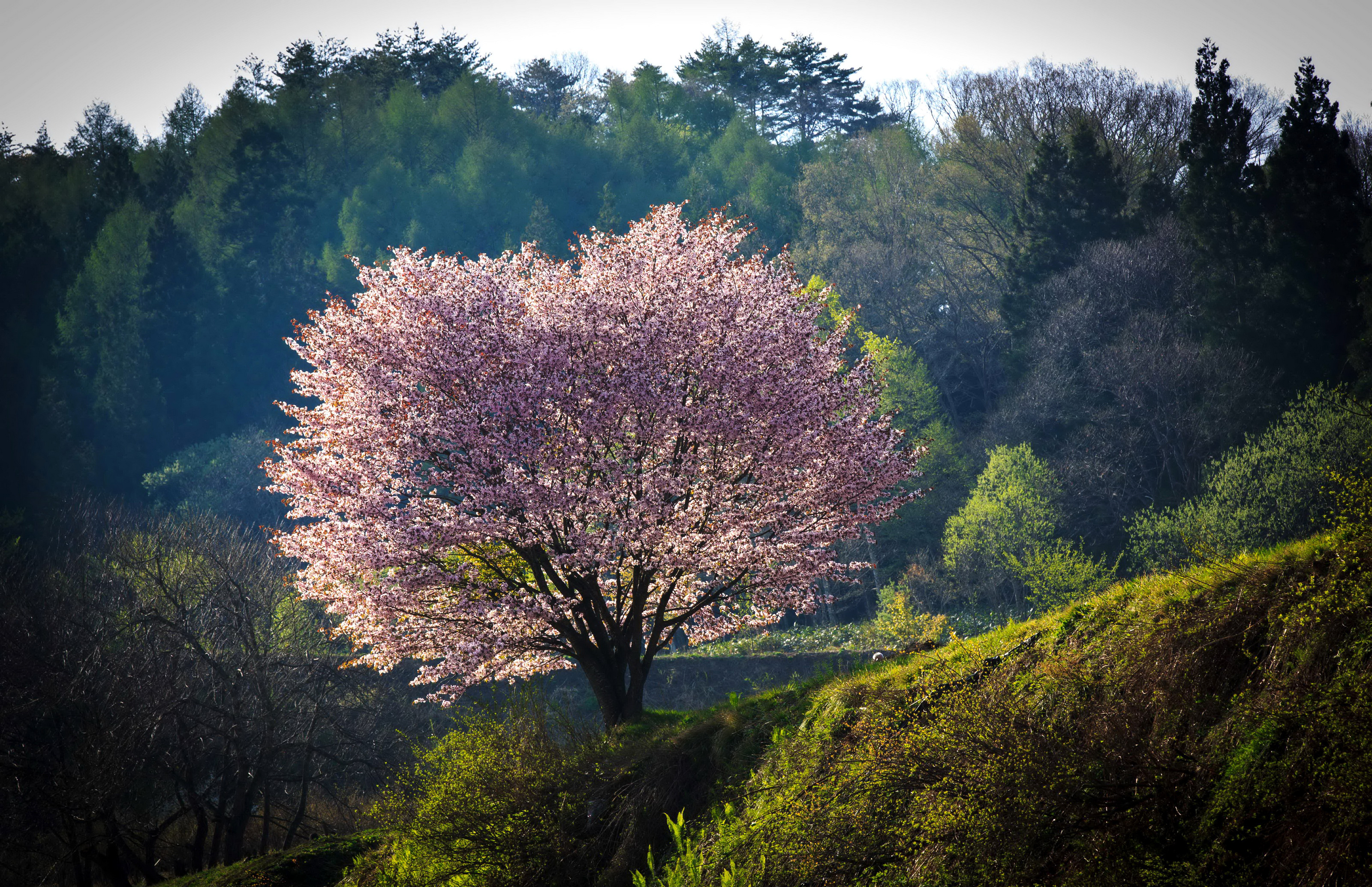 Solitary blooming sakura tree, Grassy sloping hillside, Dense evergreen forest backdrop, HD Desktop wallpaper