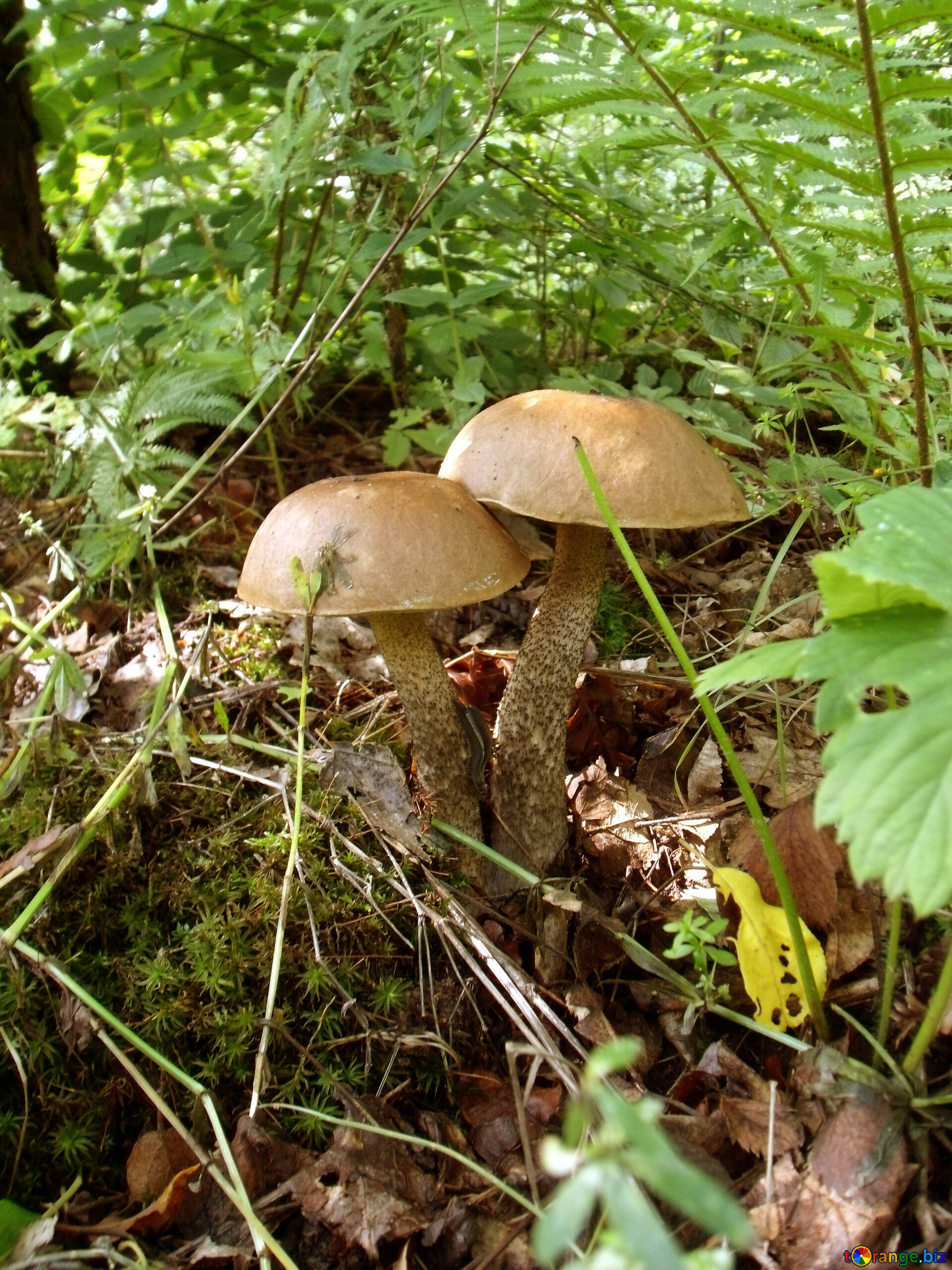 Birch bolete, Forest Mushrooms Wallpaper, 1920x2560 HD Phone