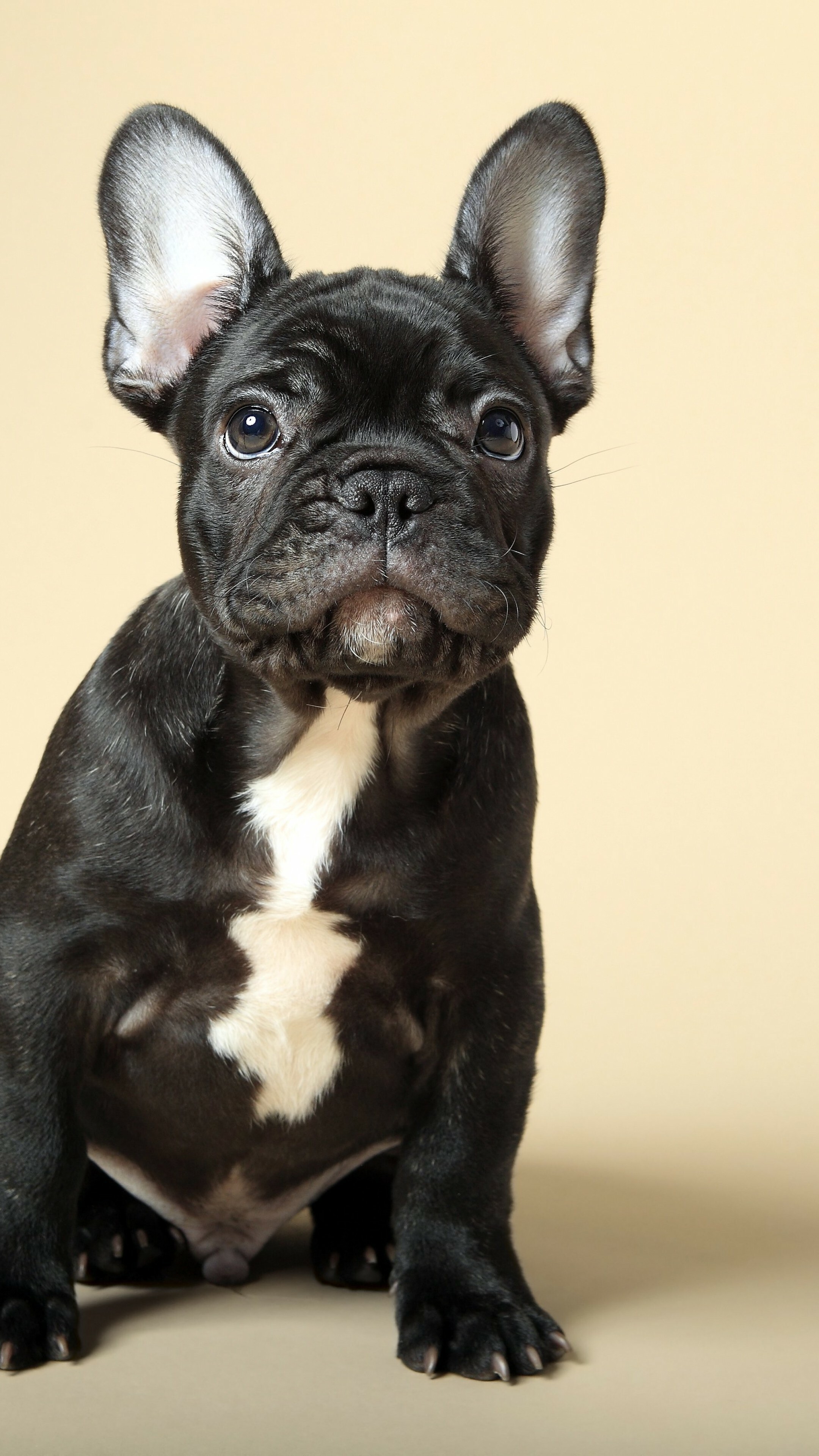 French Bulldog, Puppy images, Cute animals, 4K resolution, 2160x3840 4K Phone