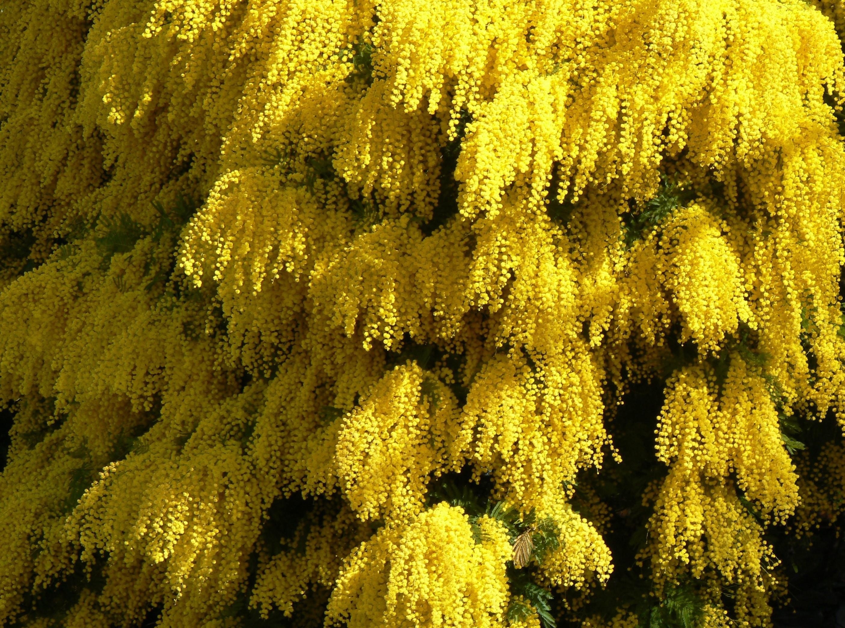 Acacia Tree, Nature's wonder, Explore beauty, Breathtaking, 2810x2090 HD Desktop