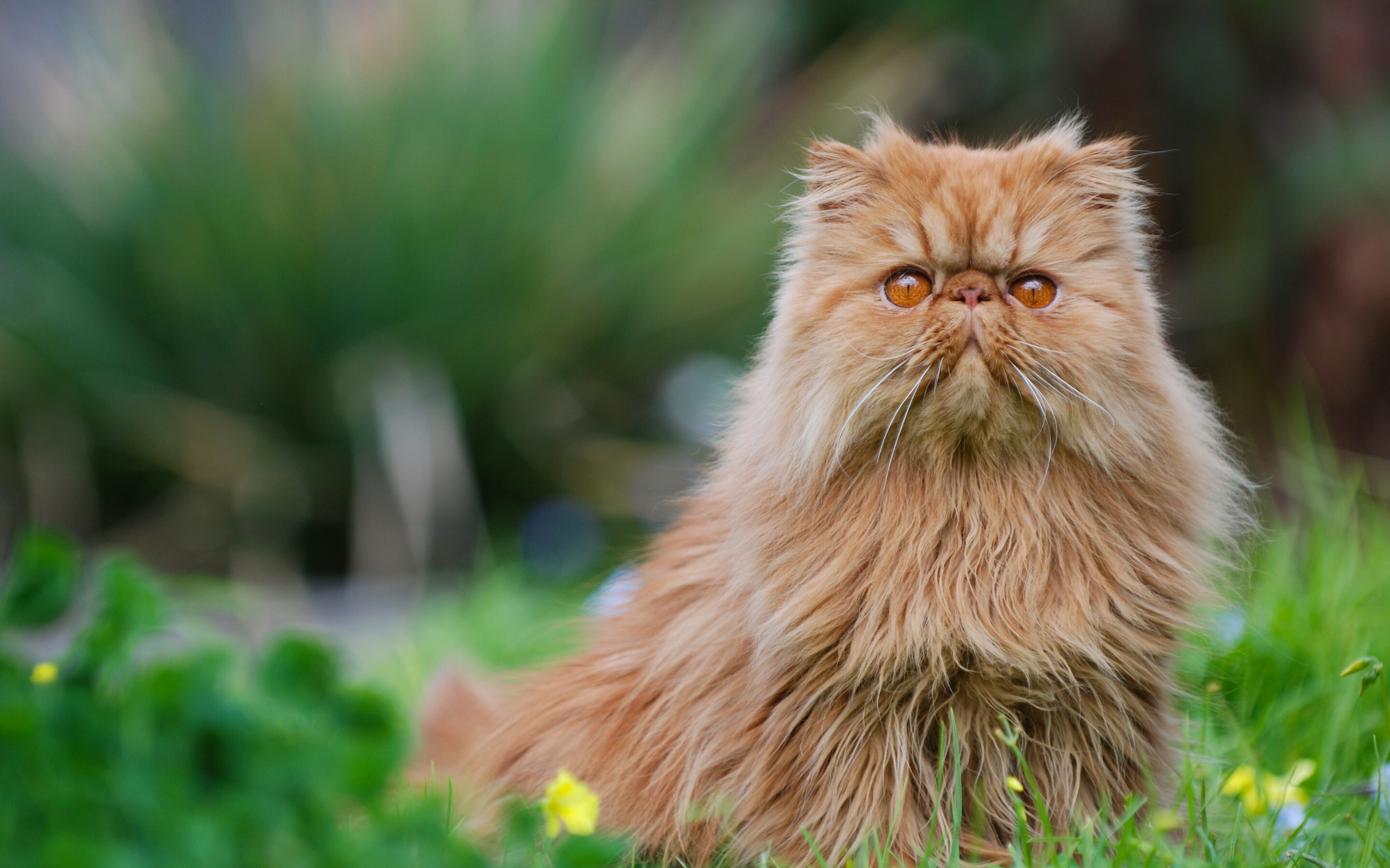 Persian Cat Wallpapers 28 Images WallpaperCat Persian Cat Wallpapers 28 Images WallpaperCat