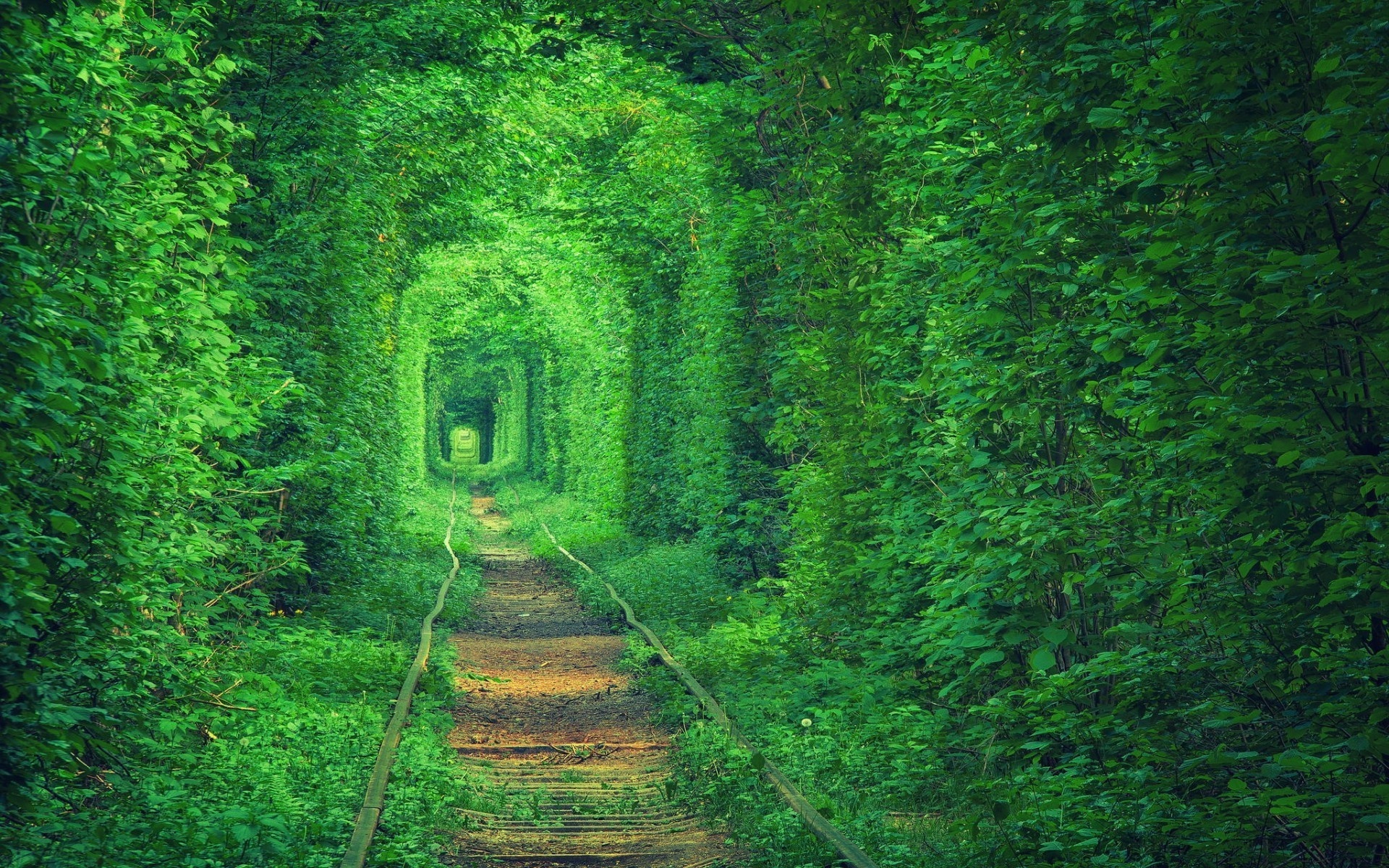 Green Forest, Nature wallpapers, Forest scenery, 1920x1200 HD Desktop