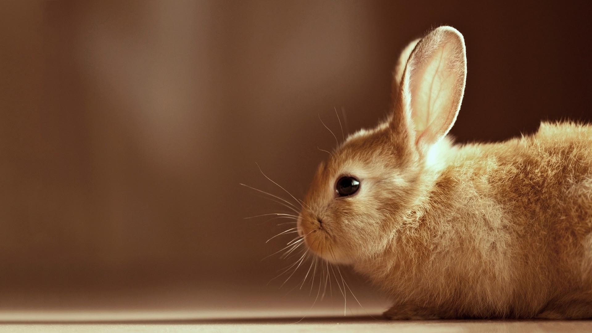 Bunny, Desktop wallpapers, Cute bunny pictures, Animal backgrounds, 1920x1080 Full HD Desktop