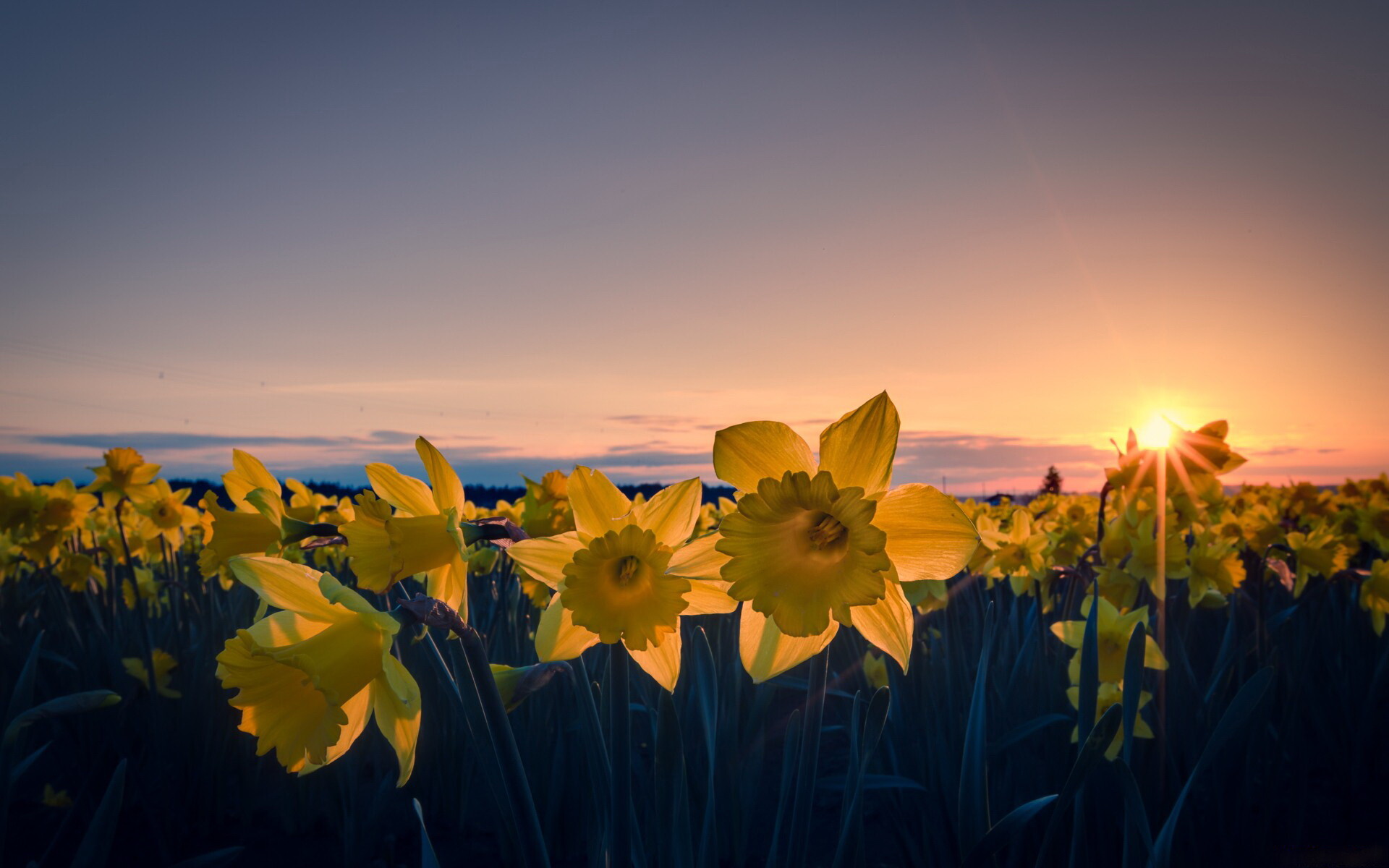 Daffodil hd wallpaper, Nature's charm, Floral delight, Serene beauty, 1920x1200 HD Desktop