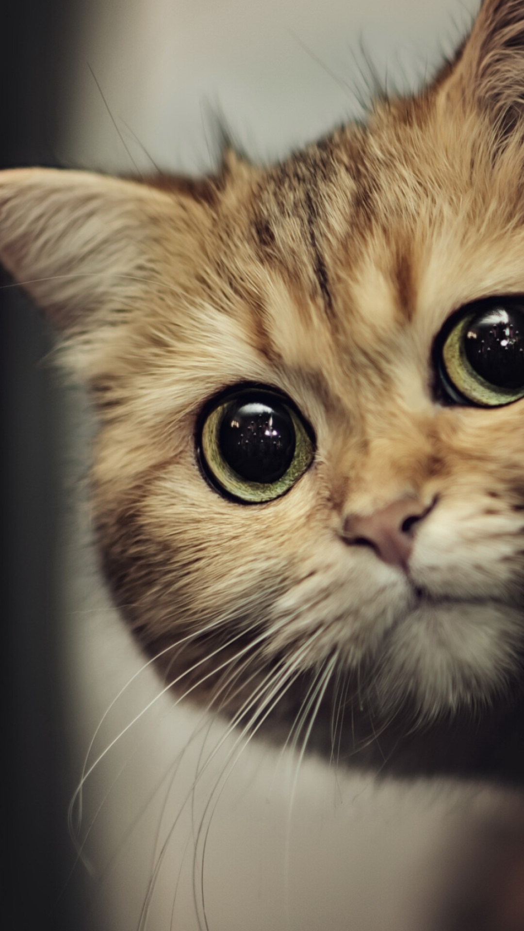 Charming cat photo, High-quality image, Cute and adorable, Playful pose, 1080x1920 Full HD Phone