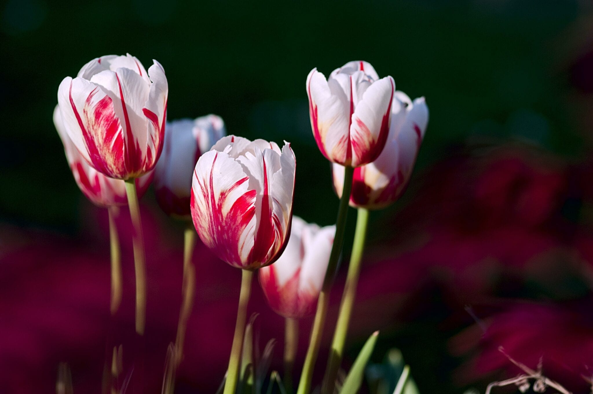 Rembrandt tulips, red flamed white petals, spring flower garden, HD Desktop wallpaper