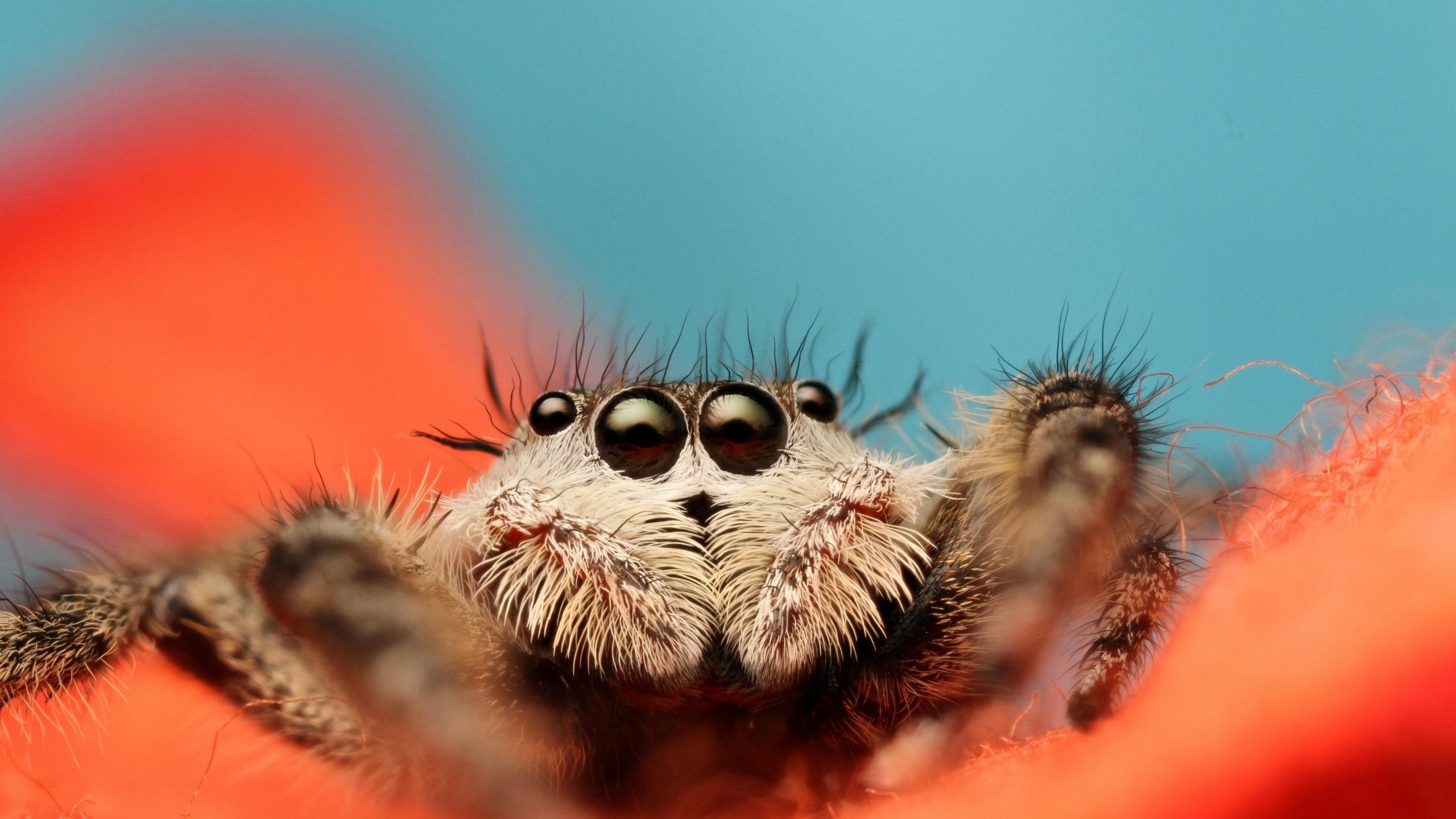 Spider, Spider eyes, HD wallpapers, Visual fascination, 2560x1440 HD Desktop