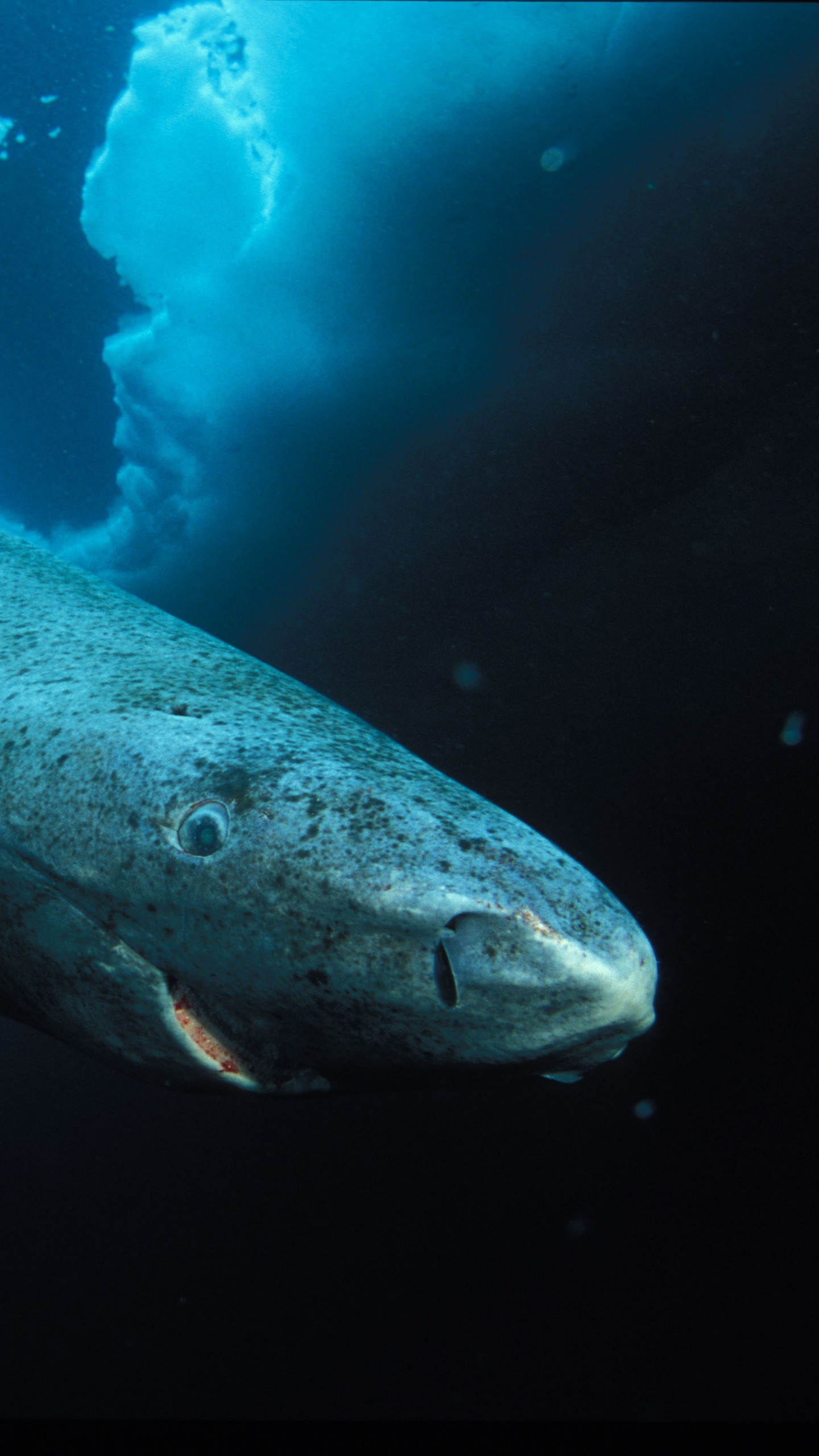 Wallpaper Greenland shark, Hudson Bay, Labrador, diving, tourism, blue sea, World's best diving sites, Travel #1208 - Page 2 1440x2560