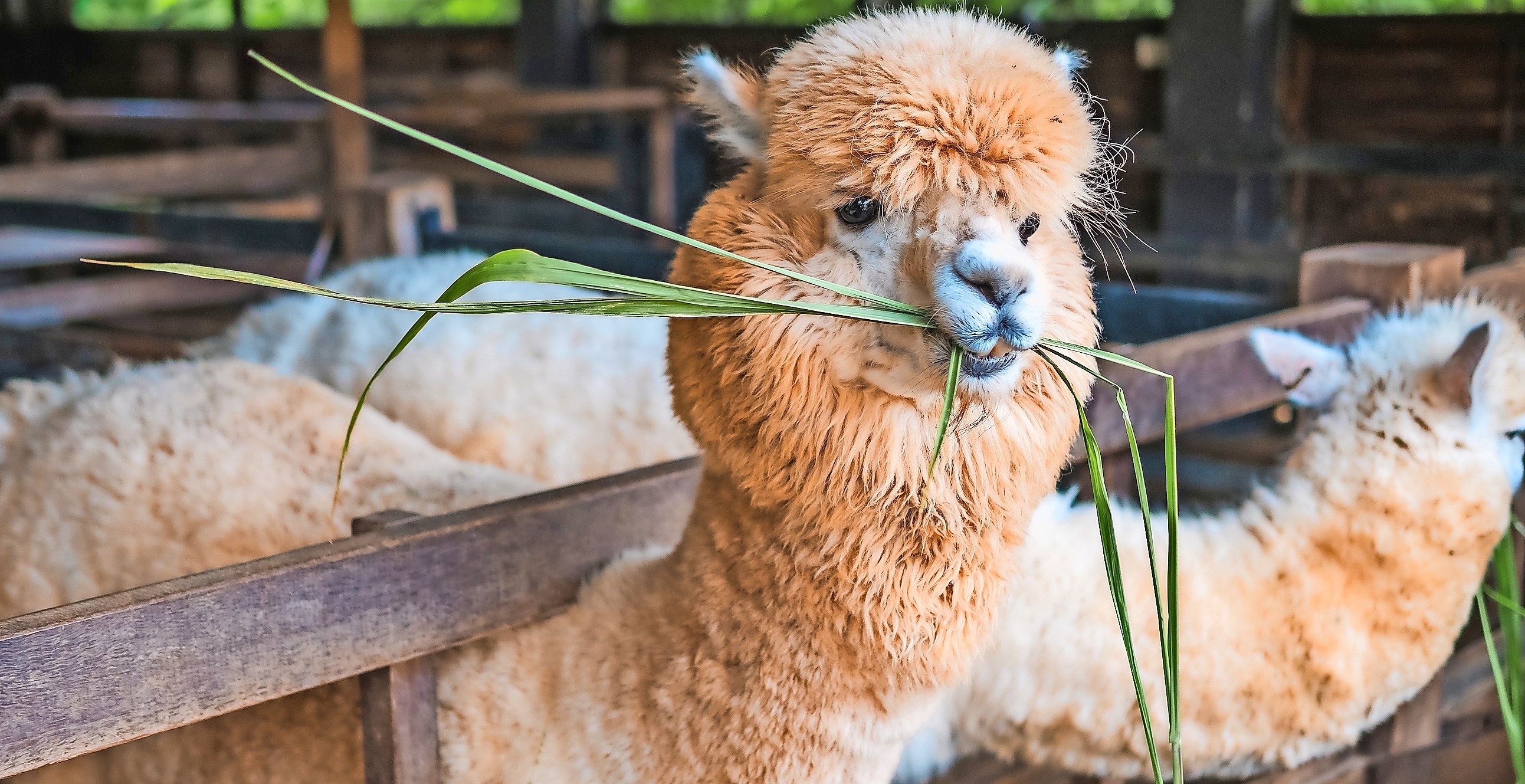 Alpaca and llama popularity, Growing alpaca community, Alpaca presence, Llama advancements, 2590x1330 HD Desktop