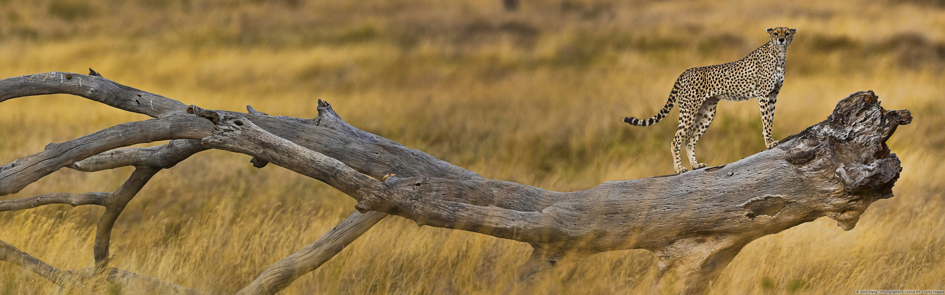 East African cheetah, Wild Animals Wallpaper, 3840x1200 Dual Screen Desktop