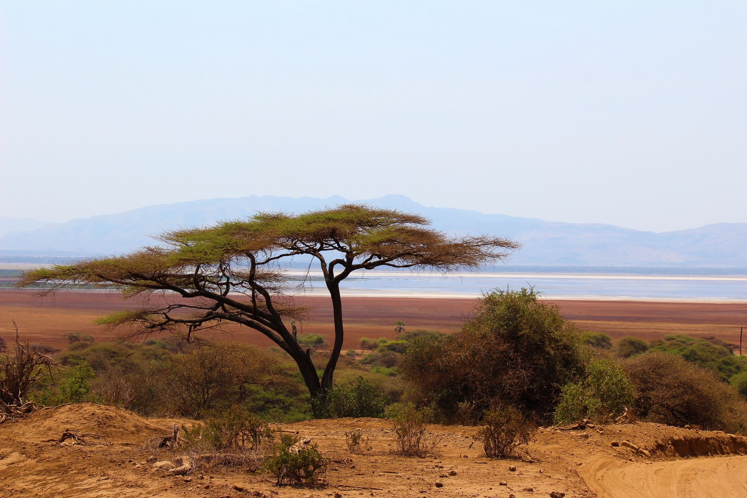 Acacia Tree, African art, African paintings, Artistic beauty, 2600x1730 HD Desktop