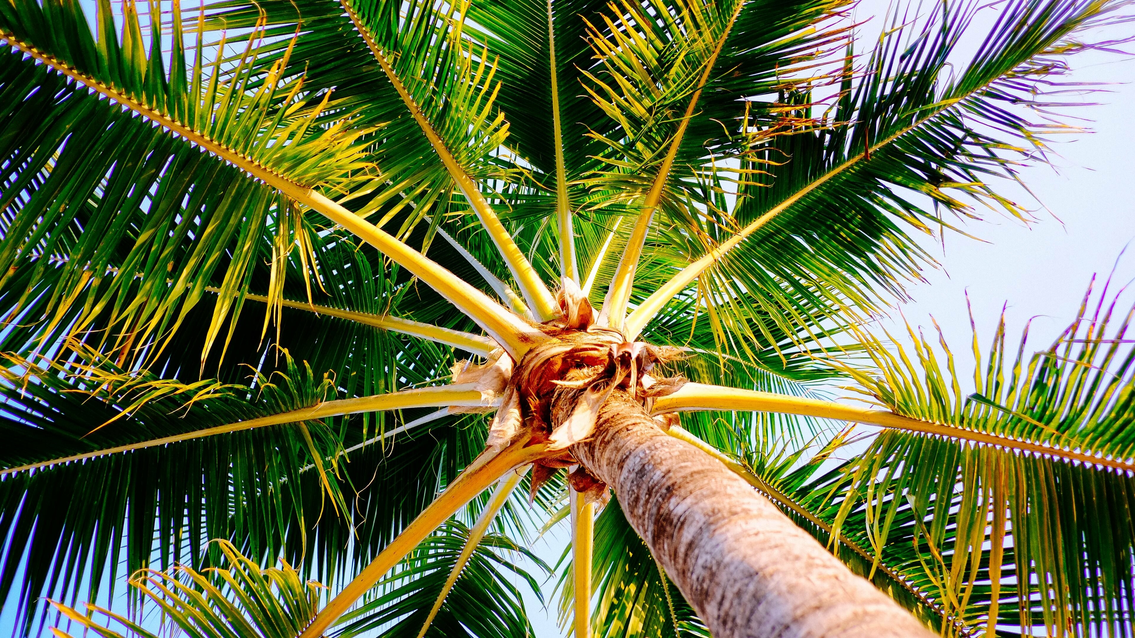 Close-up, Palm Trees Wallpaper, 3840x2160 4K Desktop