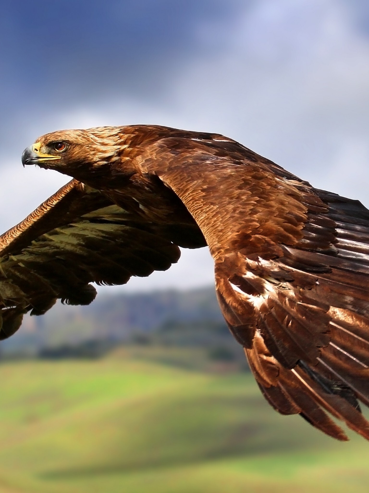 Glorious Golden Eagle, Mighty and Majestic, Striking Visual, High-Definition, 1540x2050 HD Phone