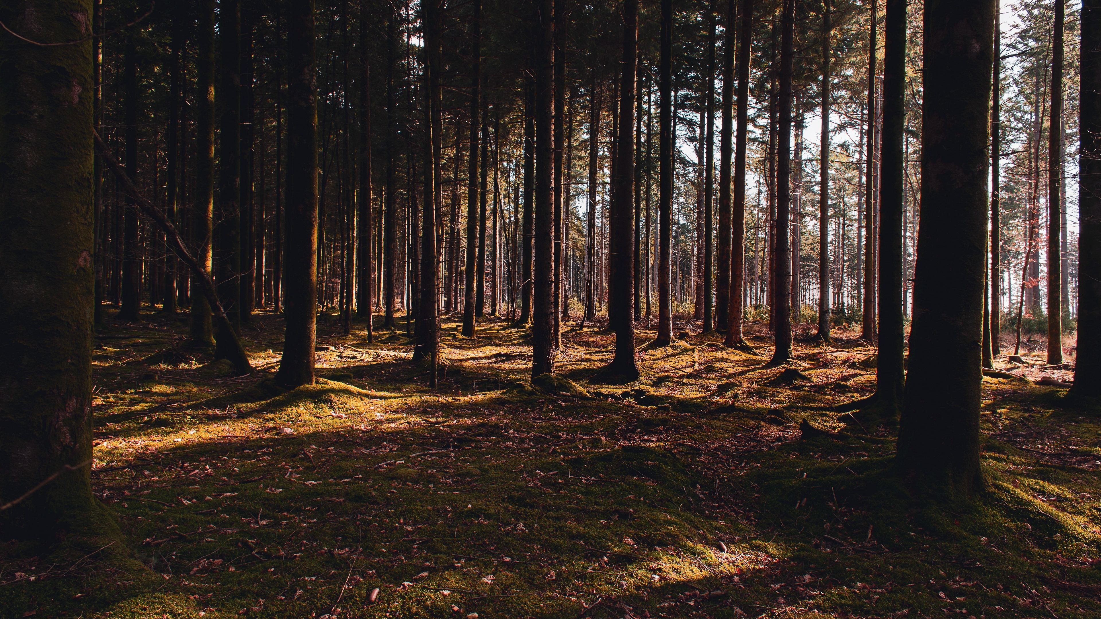 Pine Tree, HD wallpapers, 3840x2160 4K Desktop