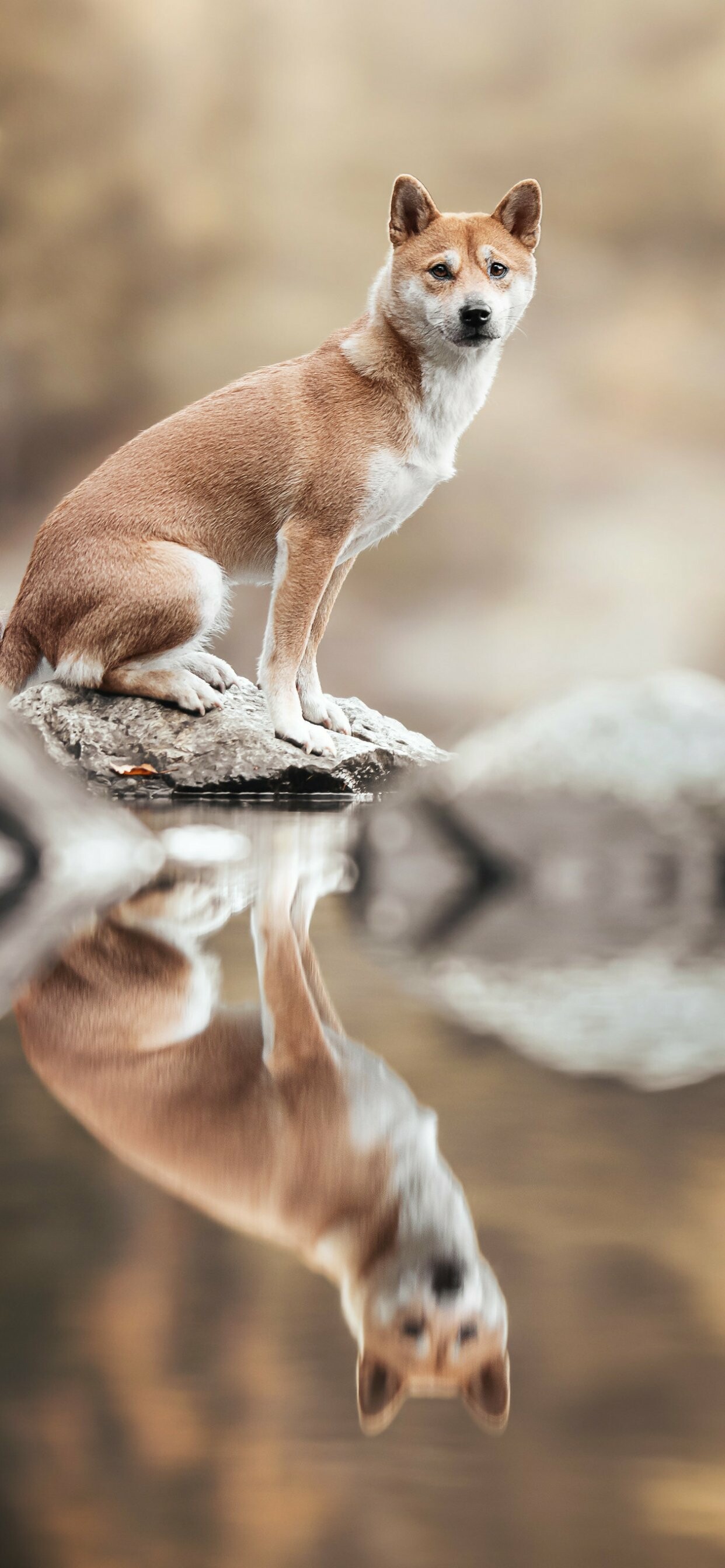 Reflection, Shibas Wallpaper, 1250x2690 HD Phone