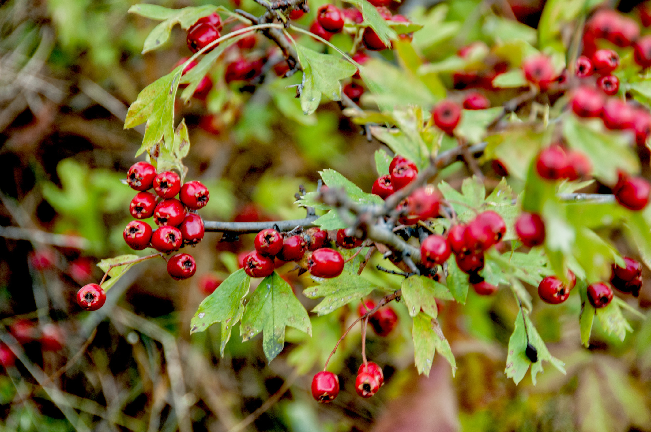 Hawthorn Berry Nature, Hawthorn Berry Safe, 2130x1420 HD Desktop