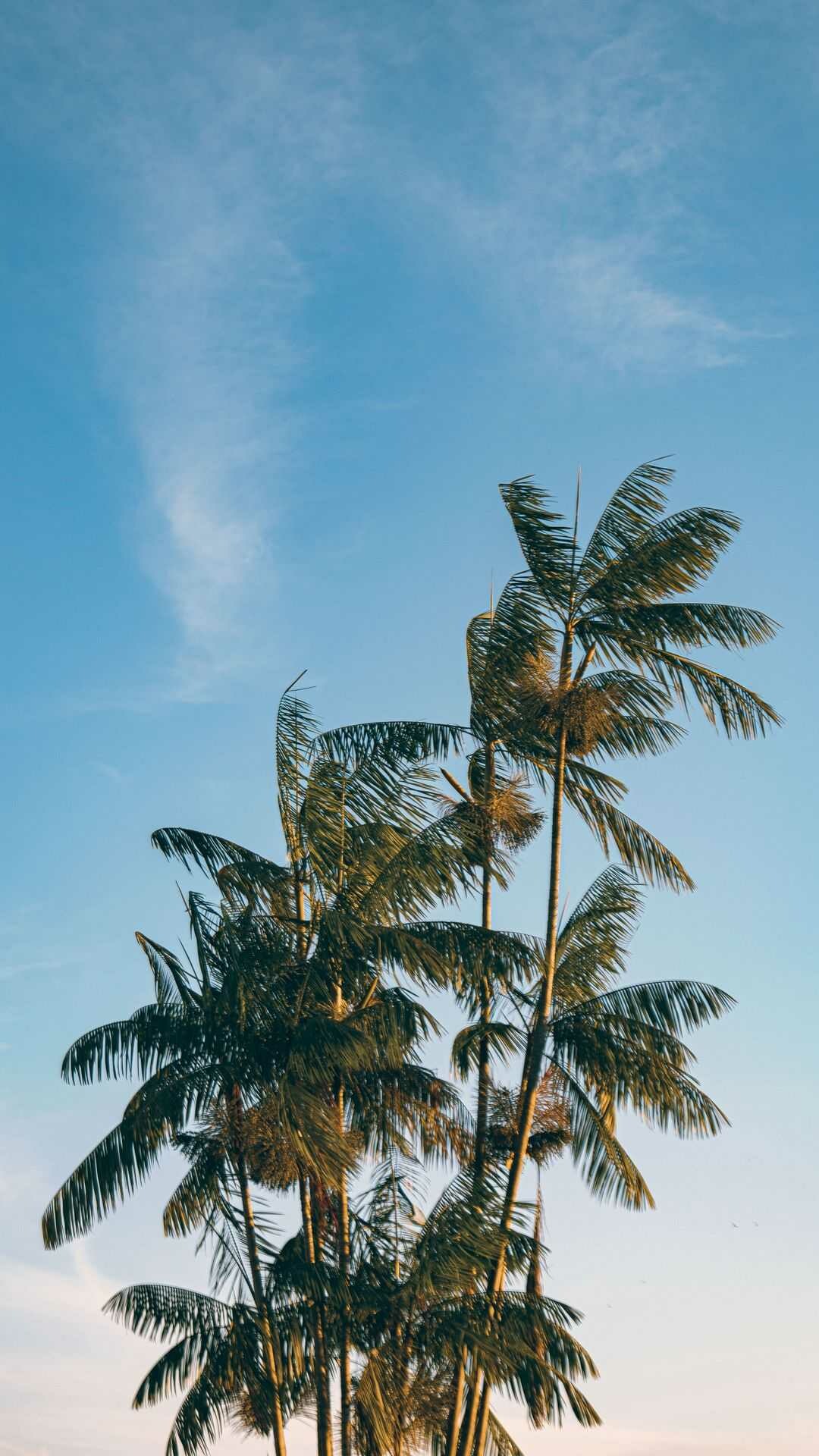 Palm tree wonderland, Blissful getaway, Nature's green giants, Tree of paradise, 1080x1920 Full HD Phone