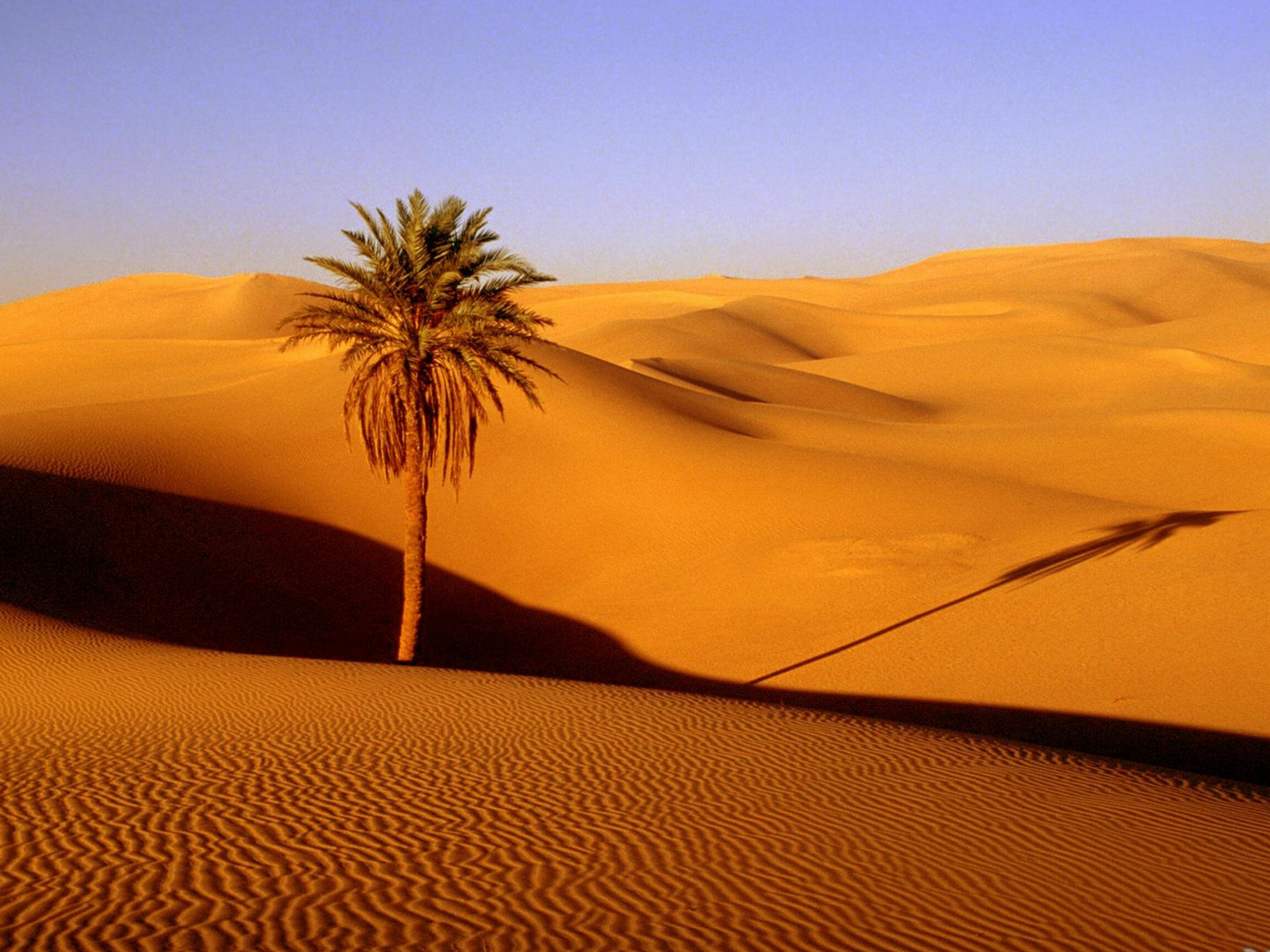 Palm, Deserts Wallpaper, 2560x1920 HD Desktop